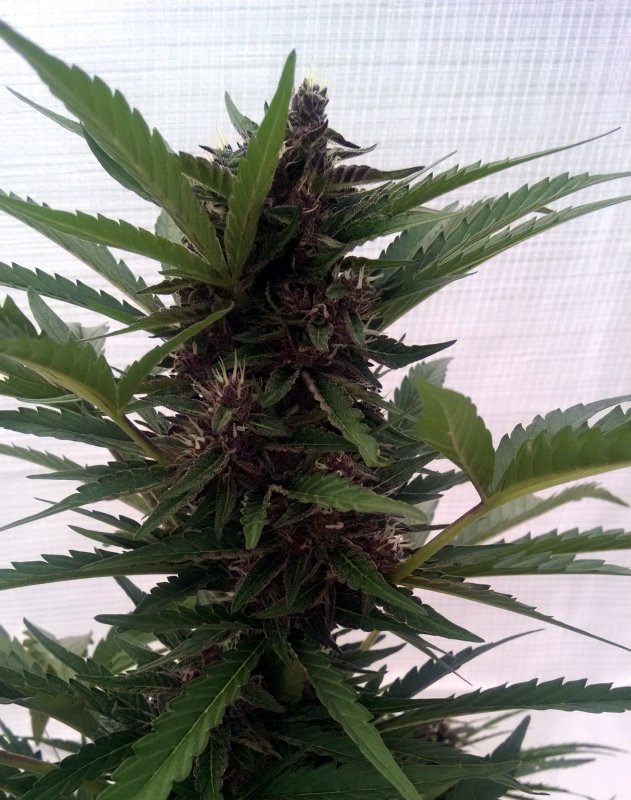 Greenhouse Black Dragon Bud pic3 -7-15-2018.jpg