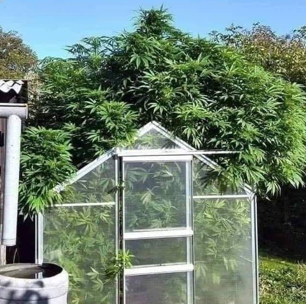 greenhouse.jpg