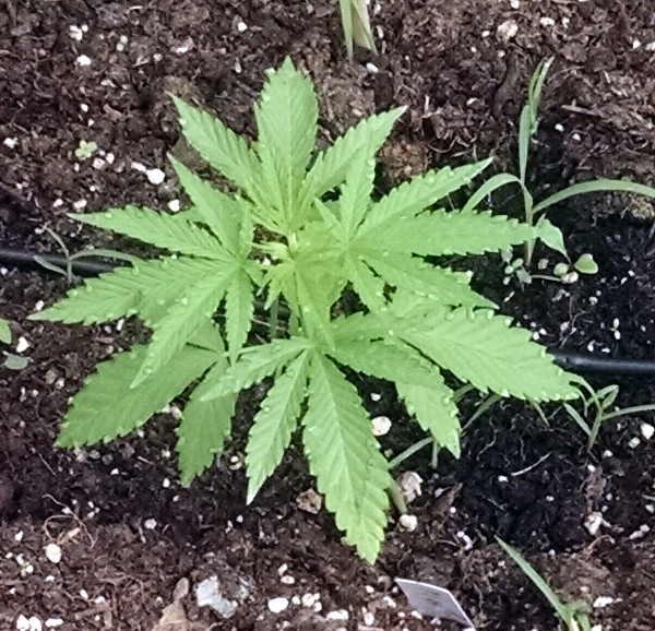 Greenhouse - Mystery Weed pic1 -6-20-2017.jpg