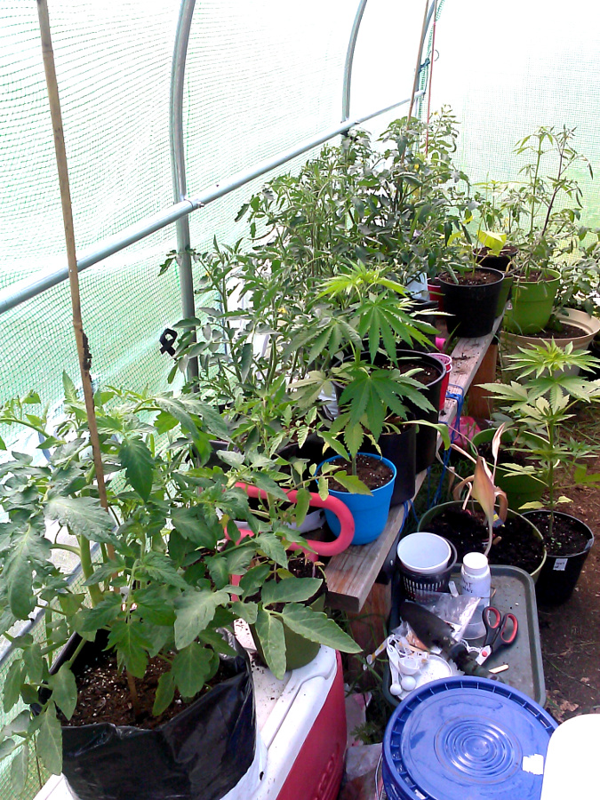 Greenhouse pic 1 -6-3-2015.jpg