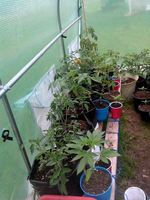 Greenhouse pic 1-may 20-2015.jpg