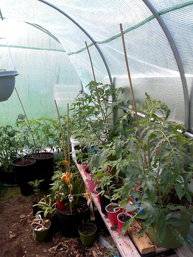 Greenhouse pic 2 -6-3-2015.jpg