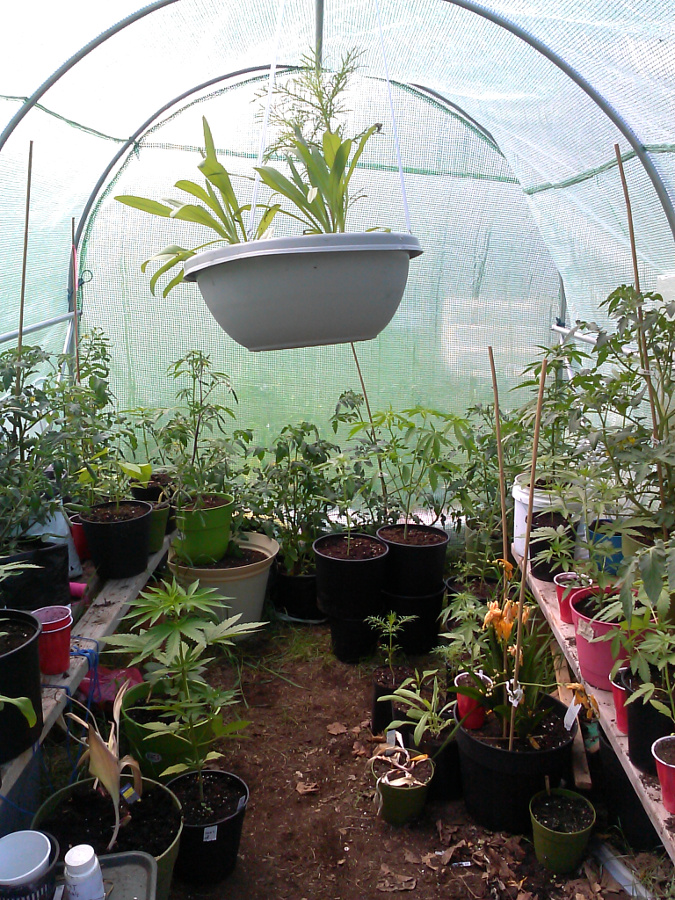 Greenhouse pic 3 -6-3-2015.jpg