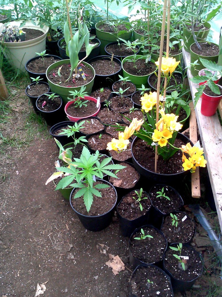 Greenhouse pic 6-may 20-2015.jpg