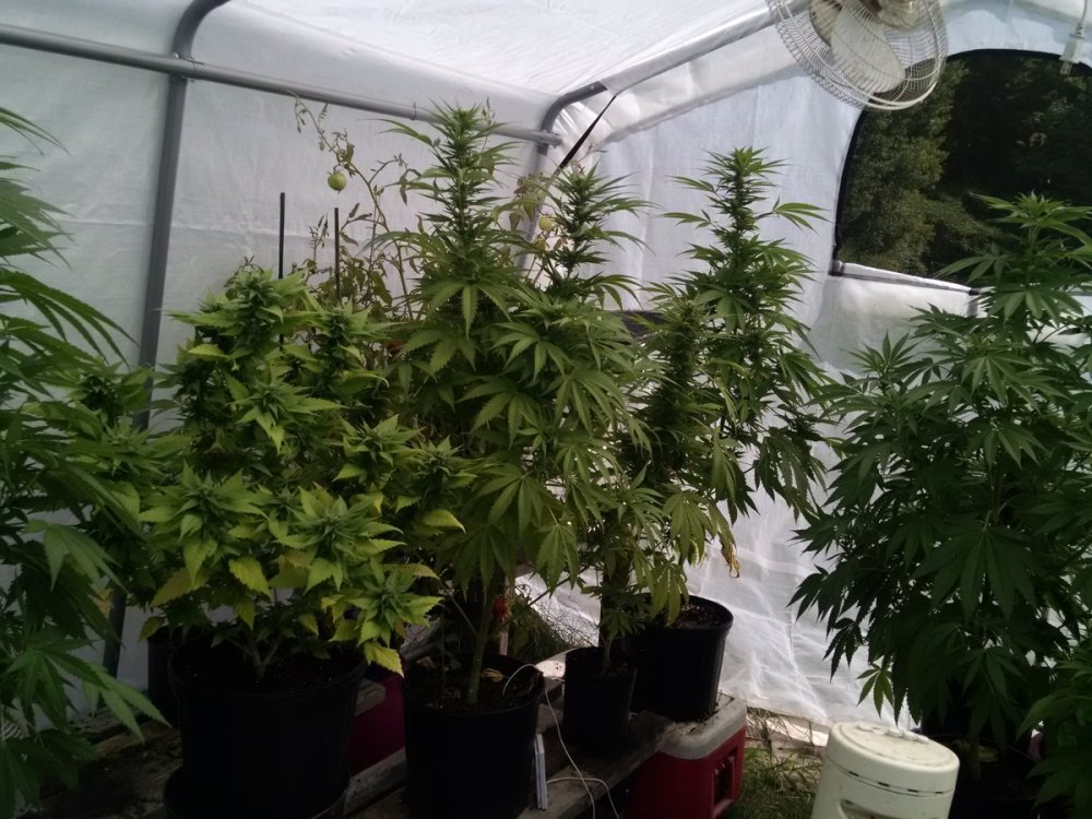 Greenhouse plants pic1 -8-31-2016.jpg