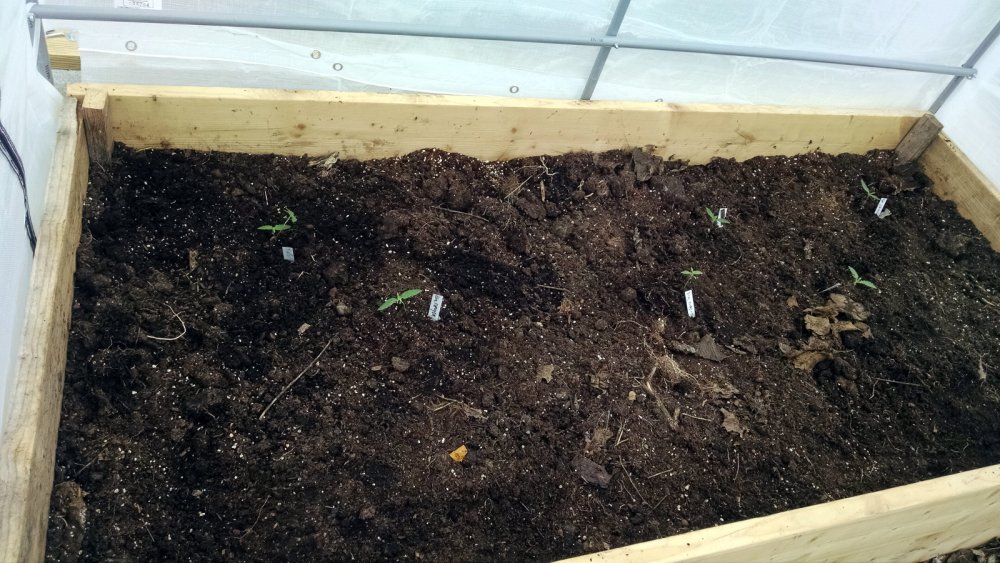 Greenhouse raised bed pic1 -6-3-2017.jpg