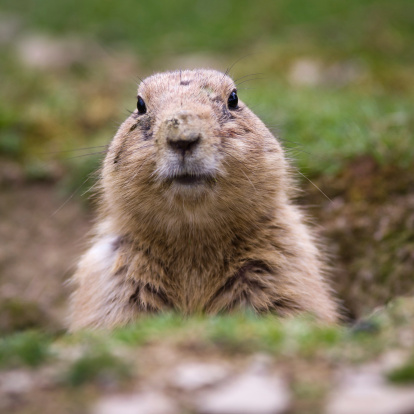 groundhog.jpg