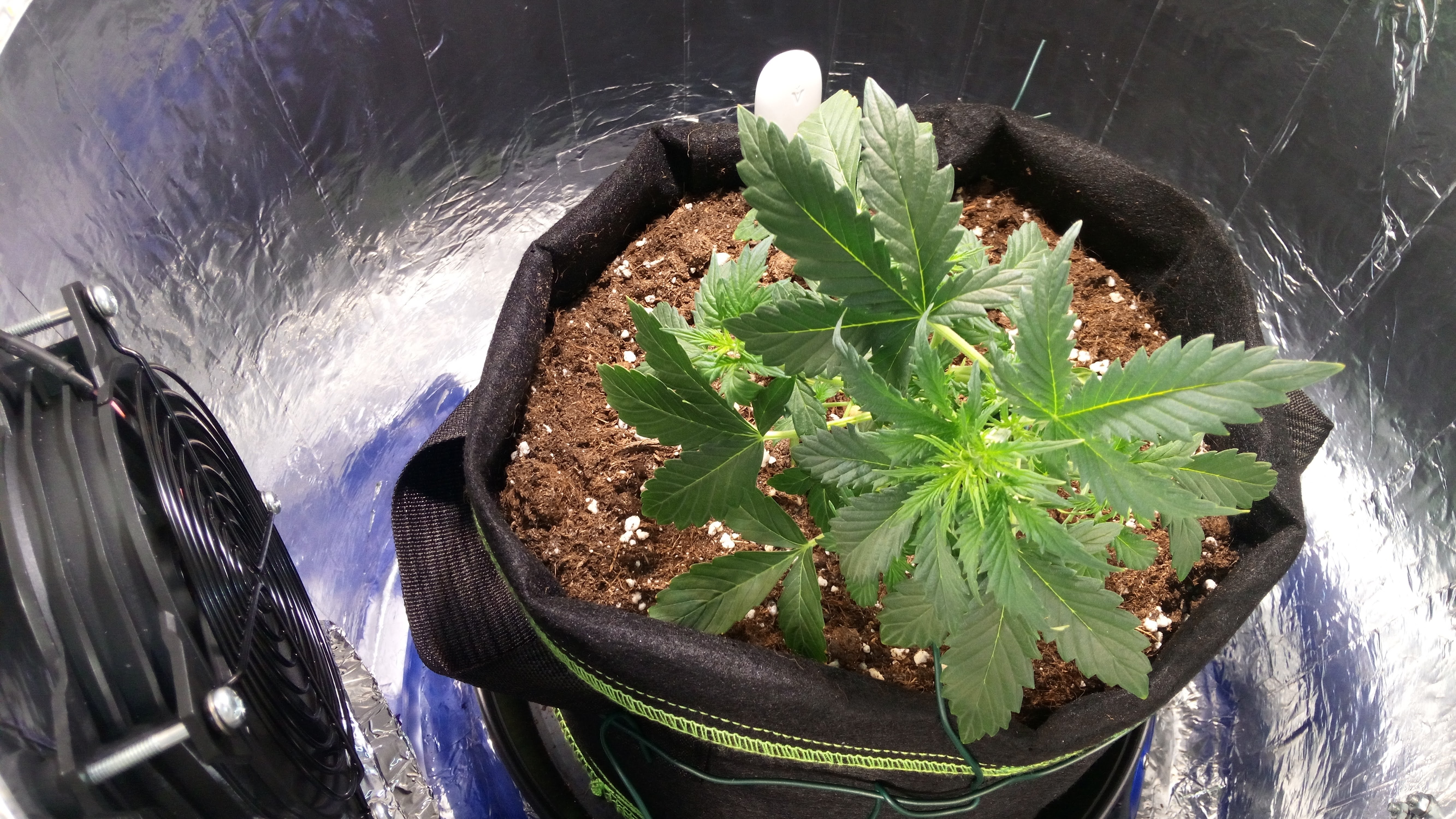 Grow 01 Day 27a.jpg