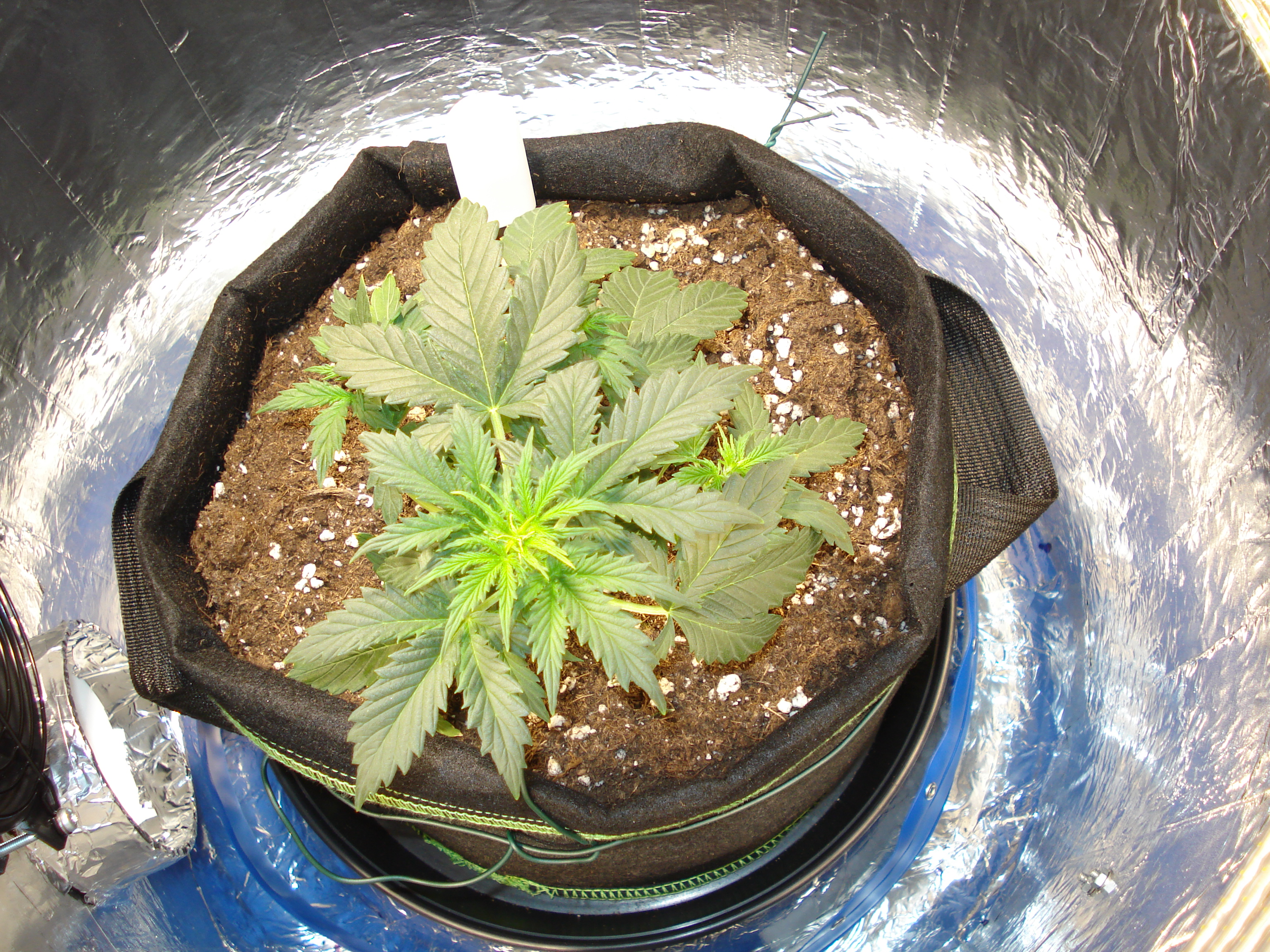 Grow 01 Day 28.JPG