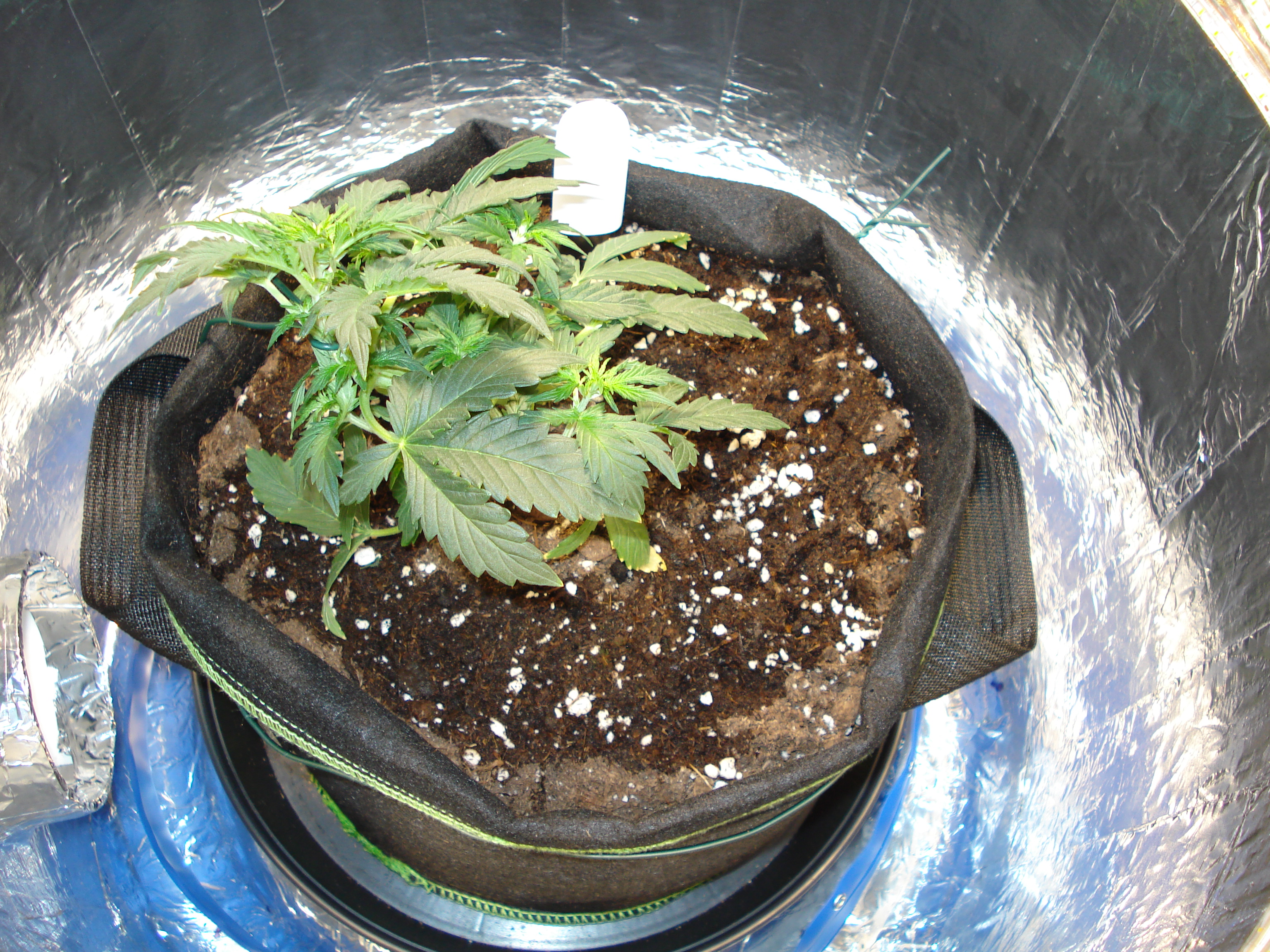 Grow 01 Day 28a.JPG