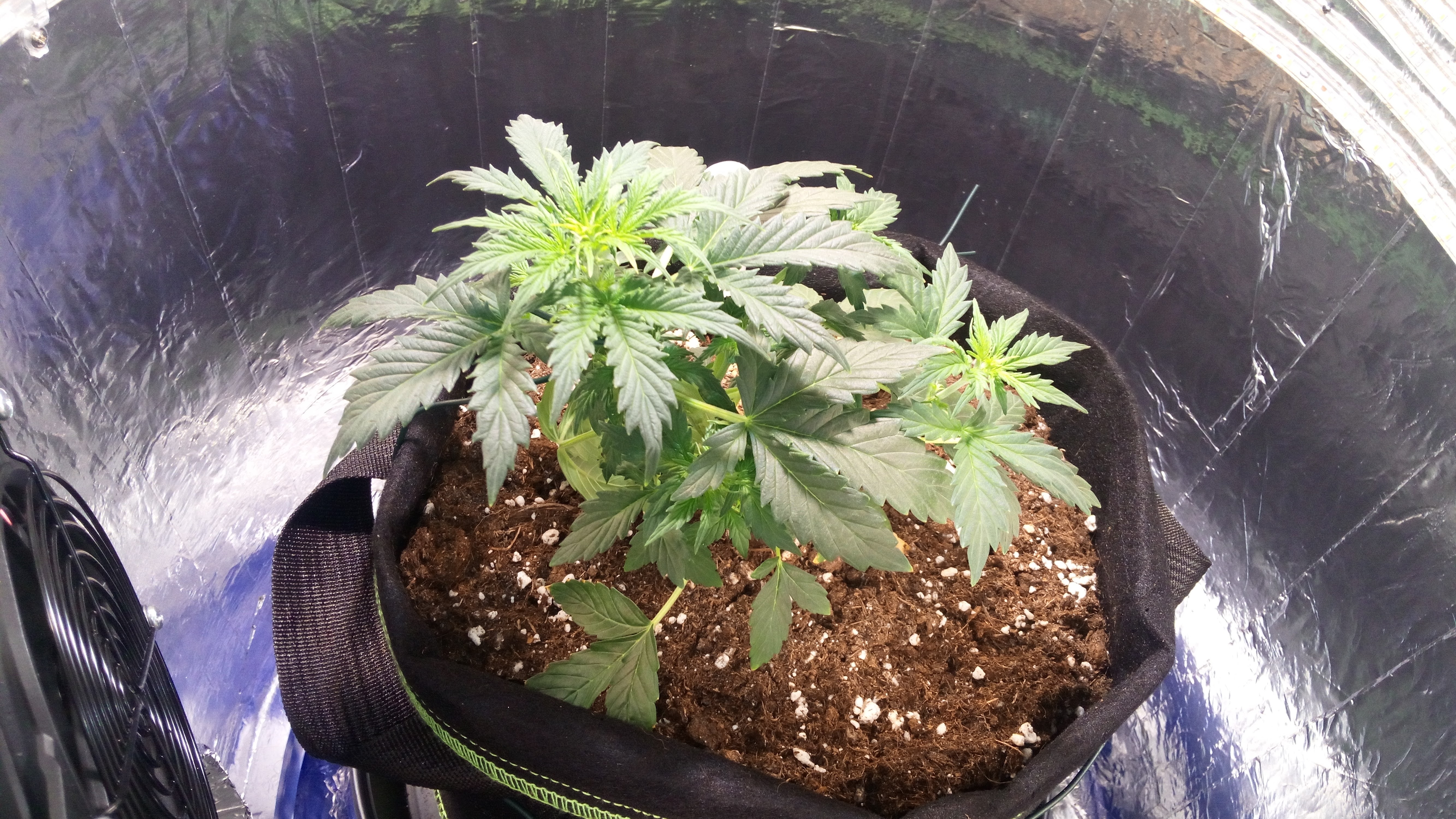 Grow 01 Day 29.jpg