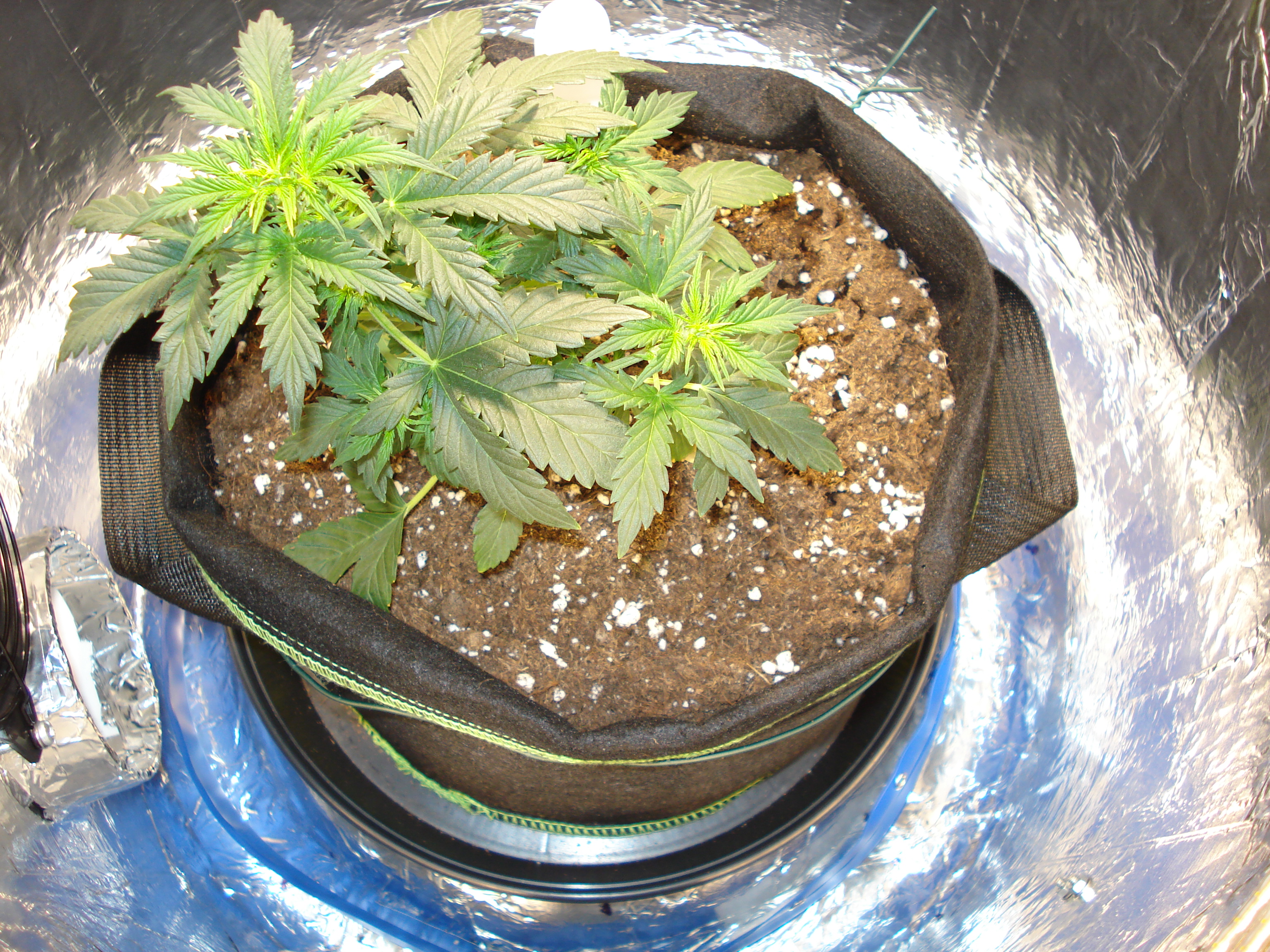 Grow 01 Day 29a.JPG