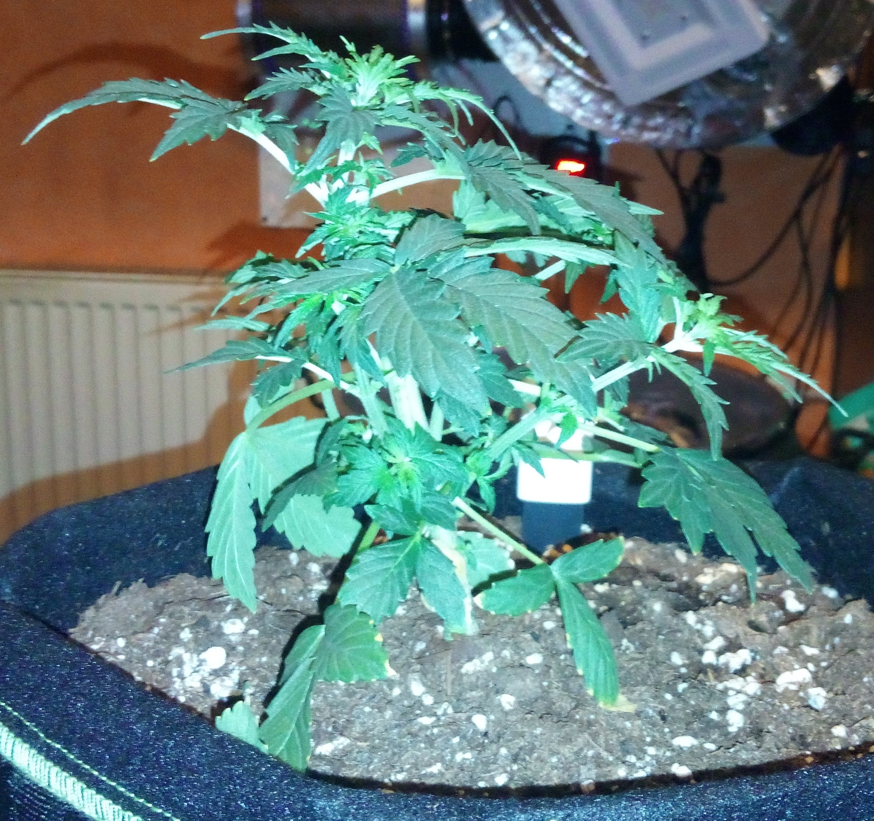 Grow 01 Day 29b.jpg