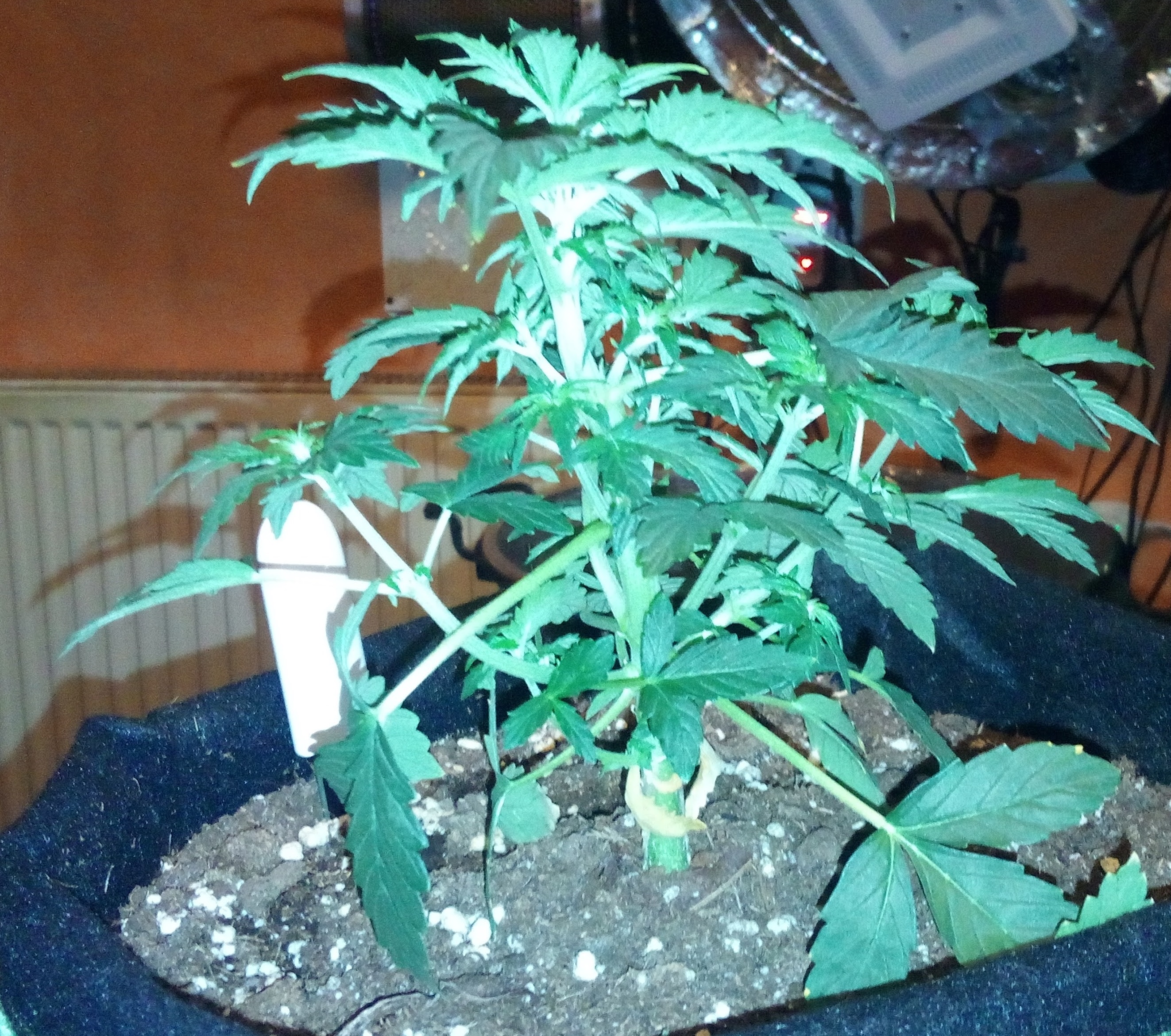 Grow 01 Day 29c.jpg