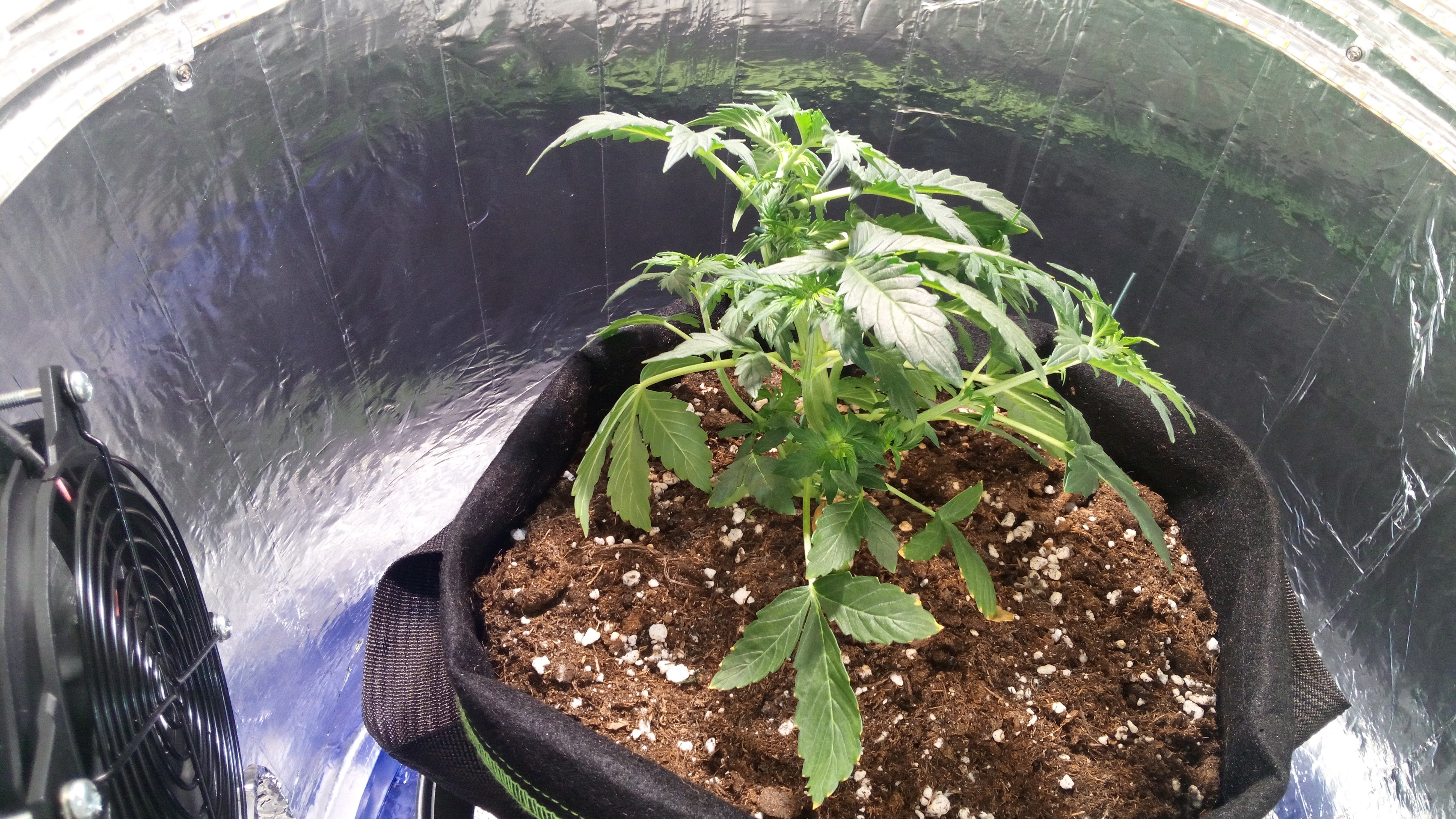 Grow 01 Day 29d.jpg