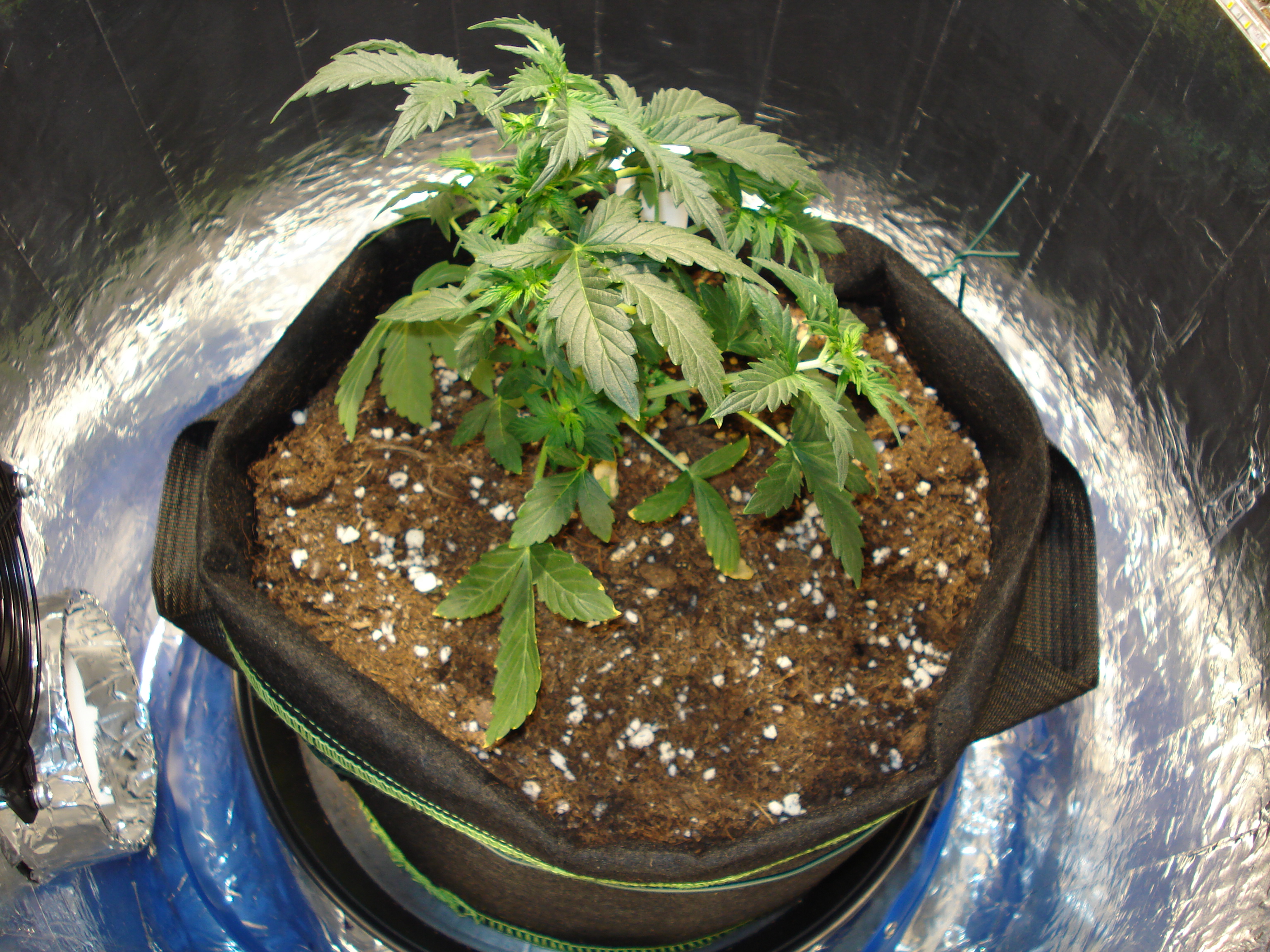 Grow 01 Day 29e.JPG