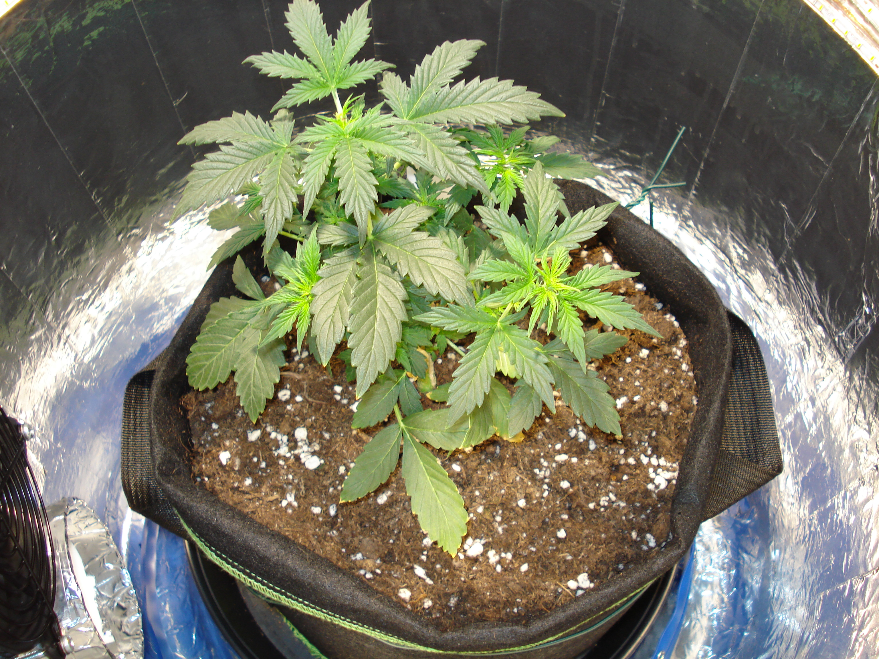 Grow 01 Day 30a.JPG