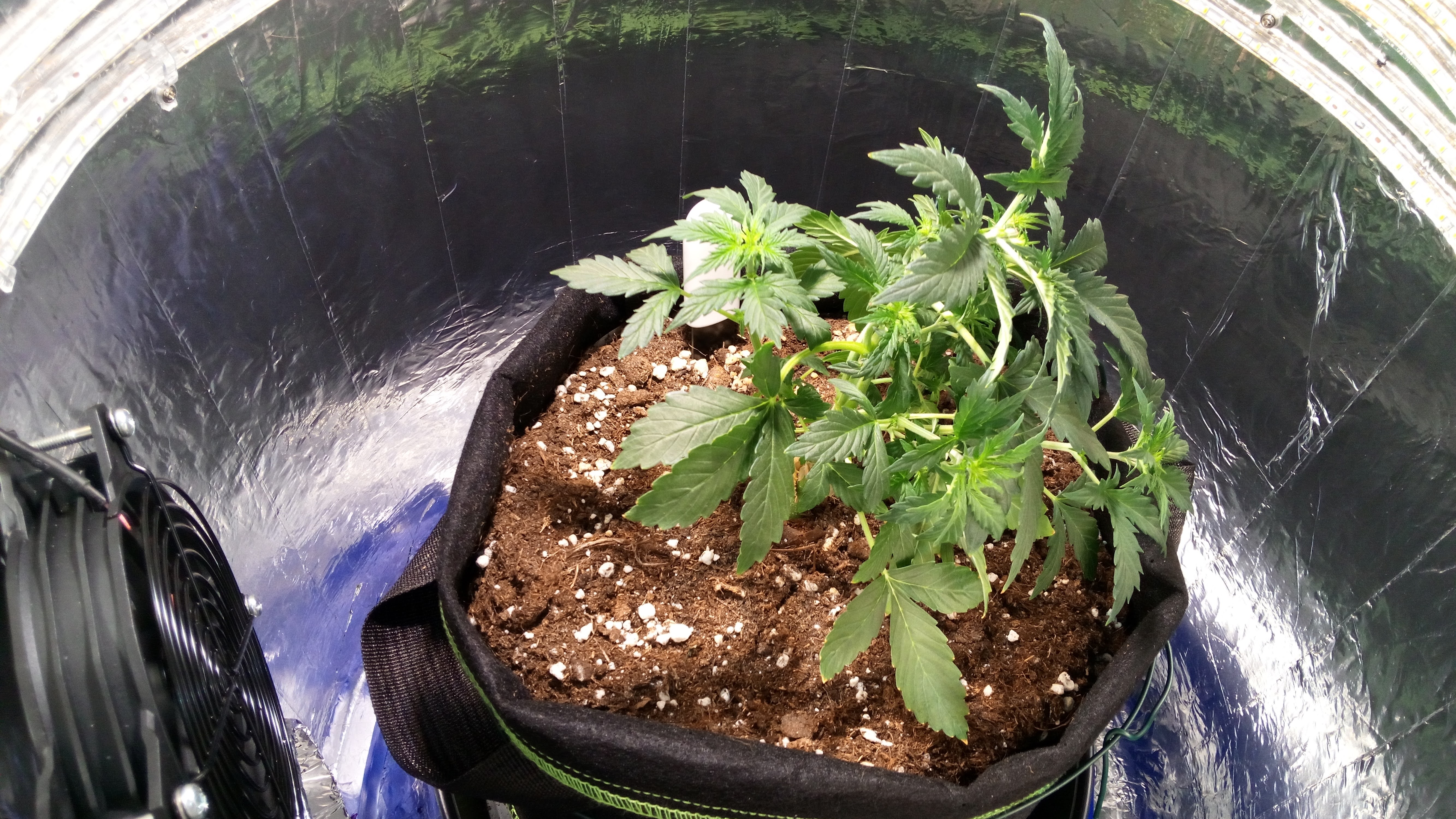 Grow 01 Day 30b.jpg