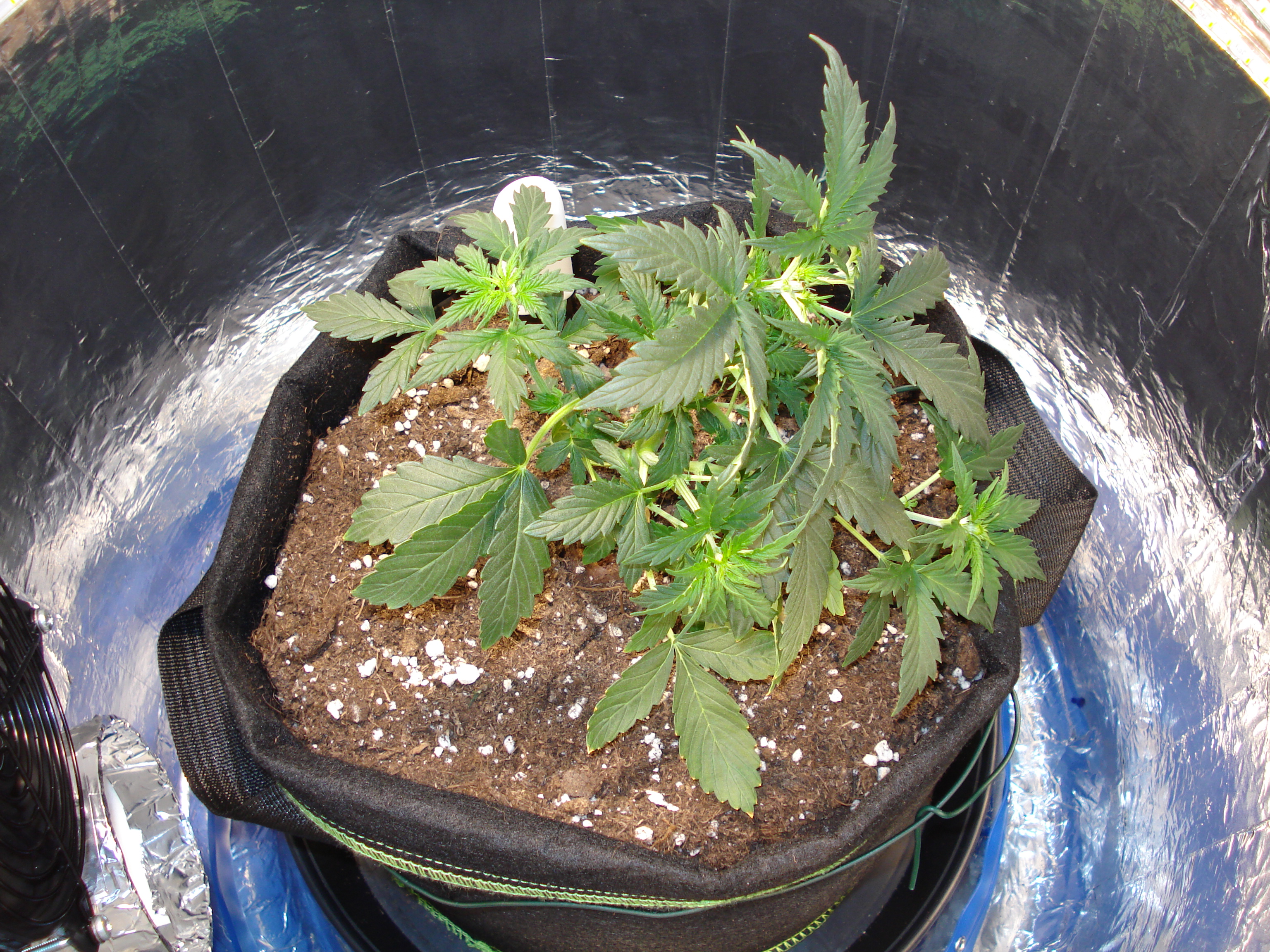 Grow 01 Day 30c.JPG