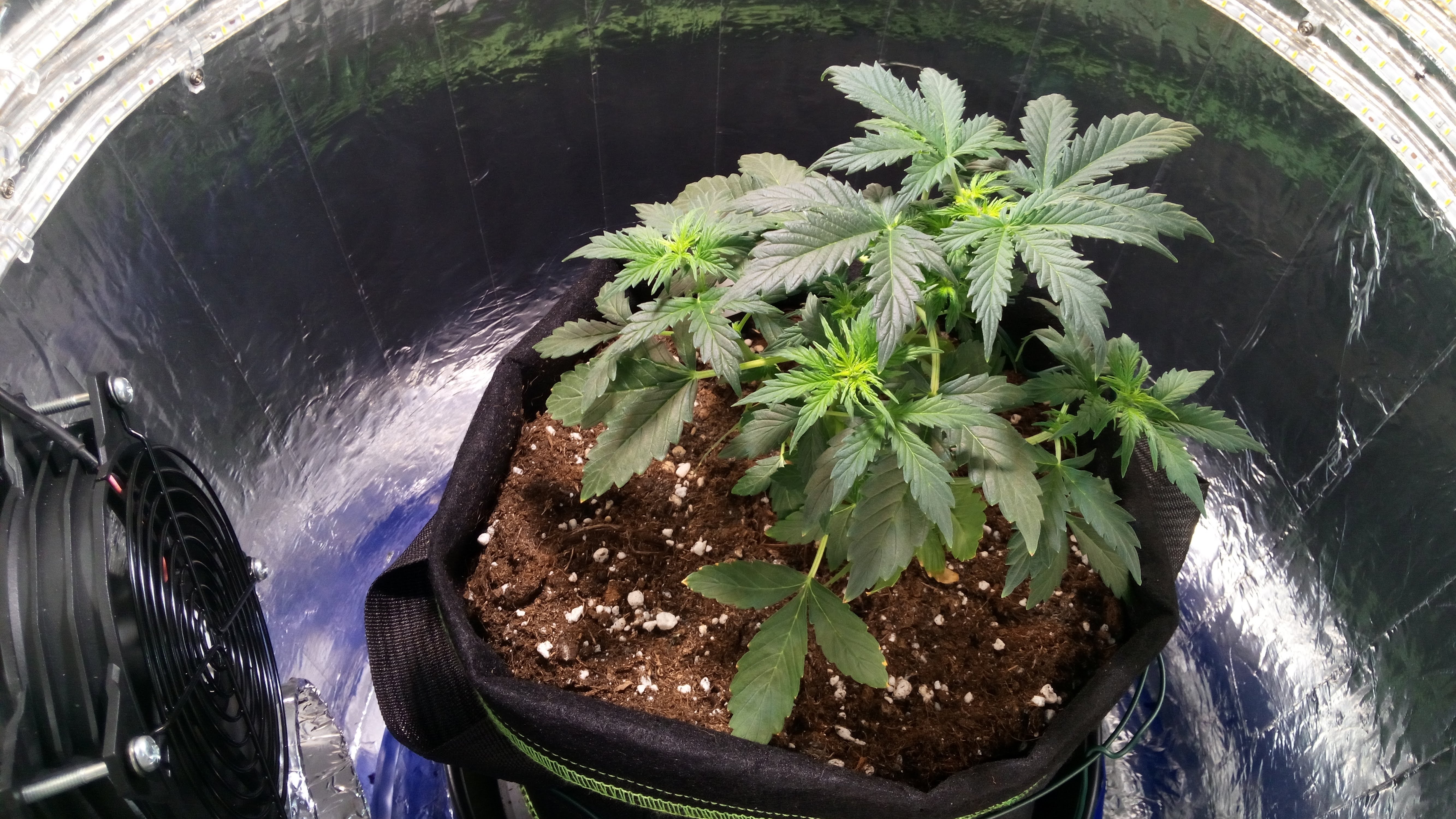 Grow 01 Day 31.jpg