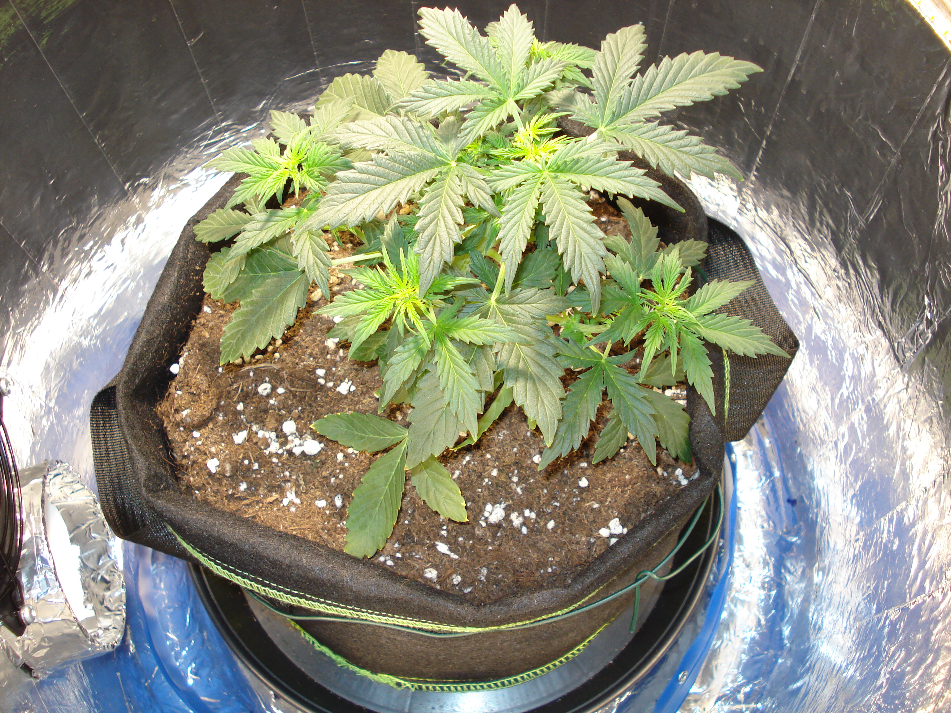 Grow 01 Day 31a.JPG