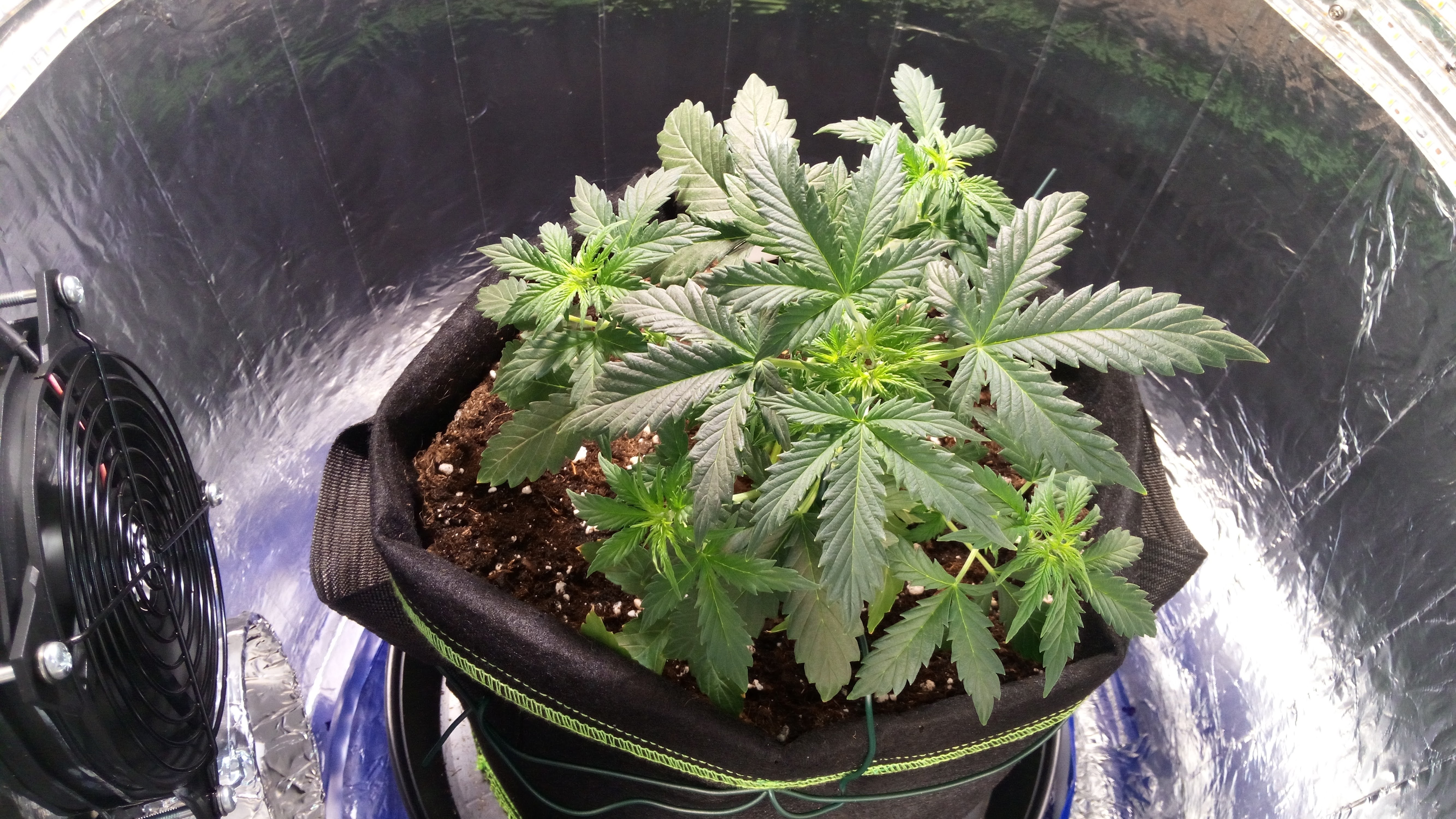 Grow 01 Day 31b.jpg