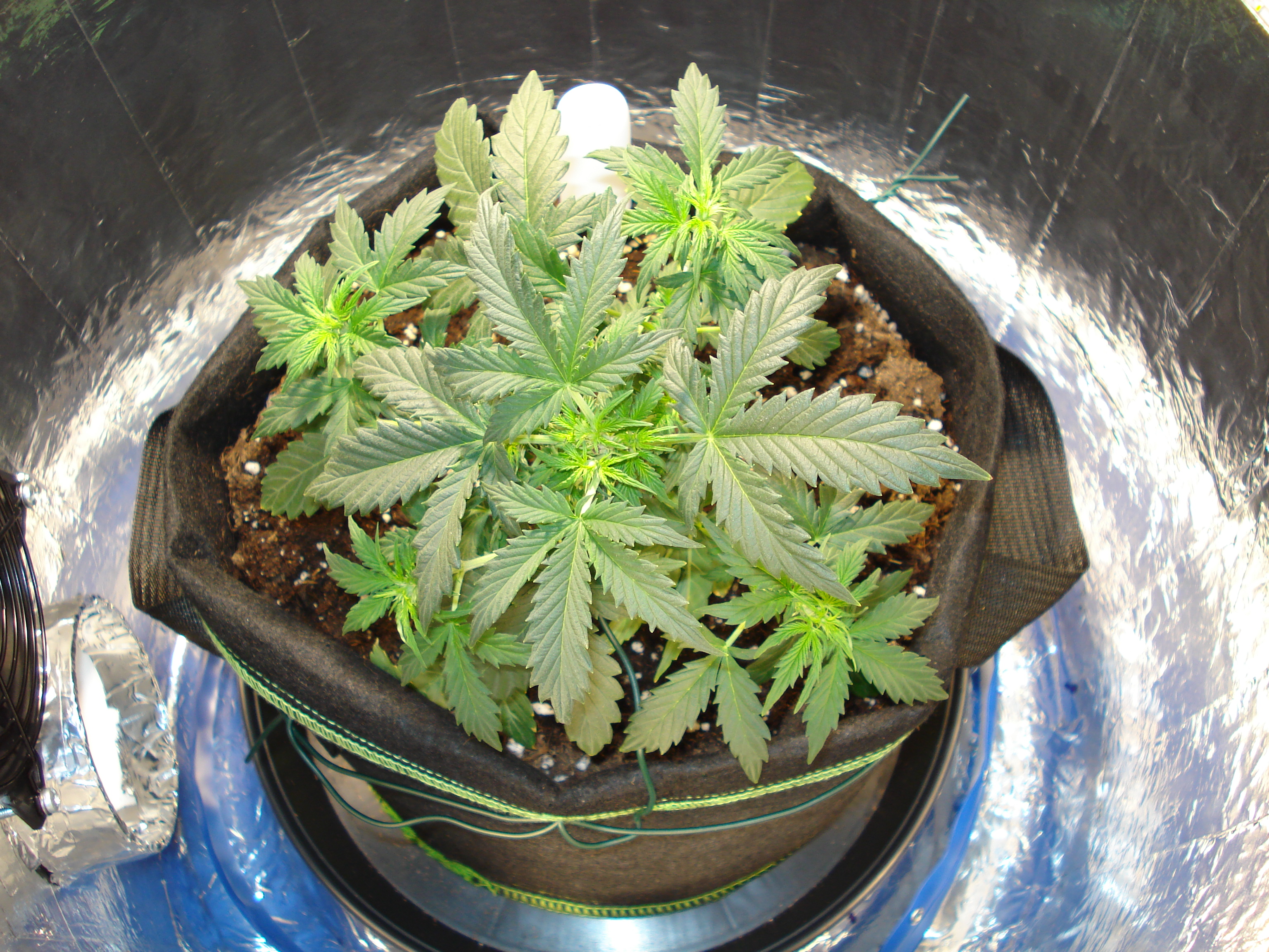 Grow 01 Day 31c.JPG