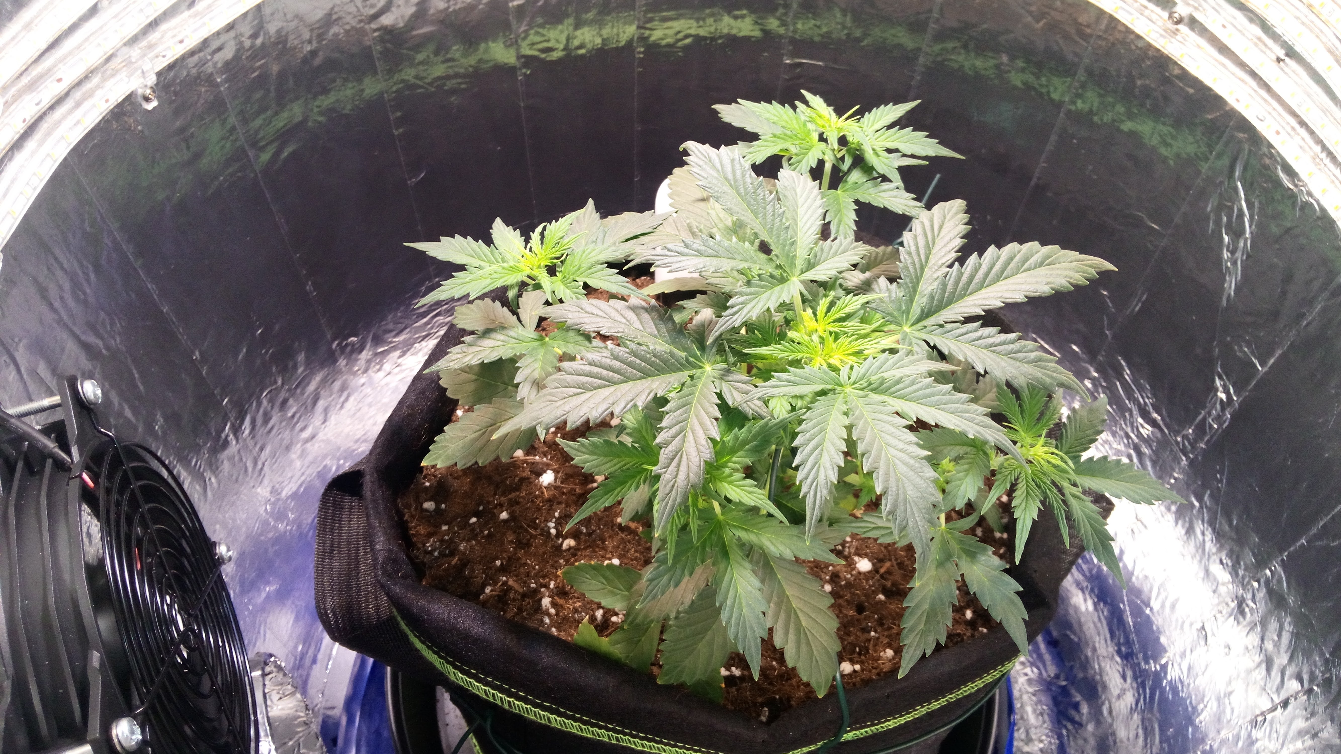 Grow 01 Day 32.jpg