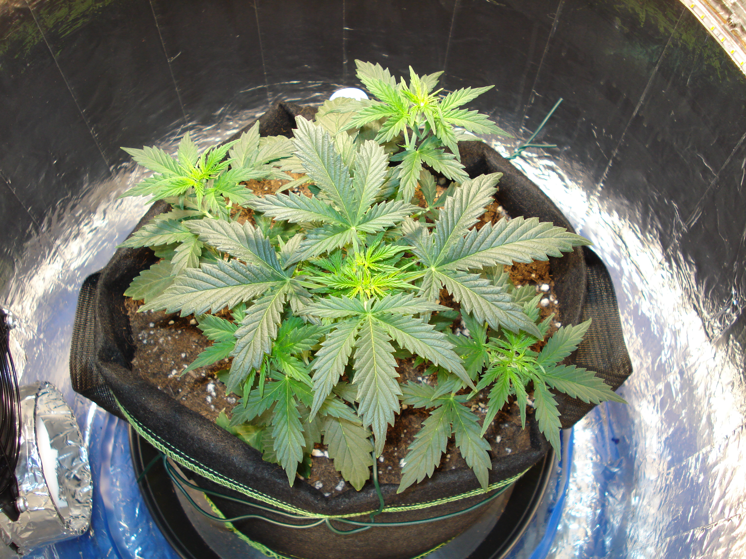 Grow 01 Day 32a.JPG