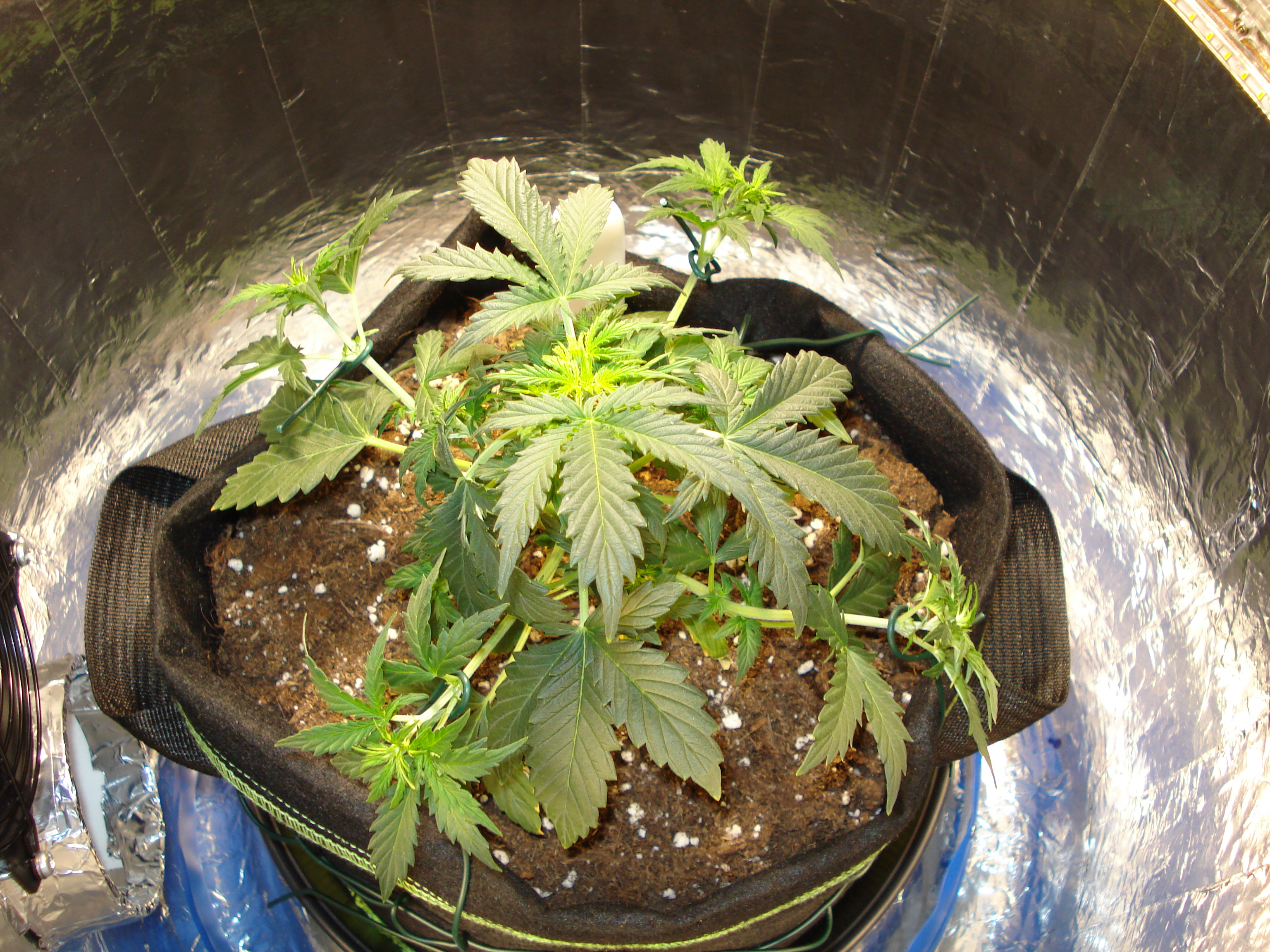 Grow 01 Day 32e.JPG