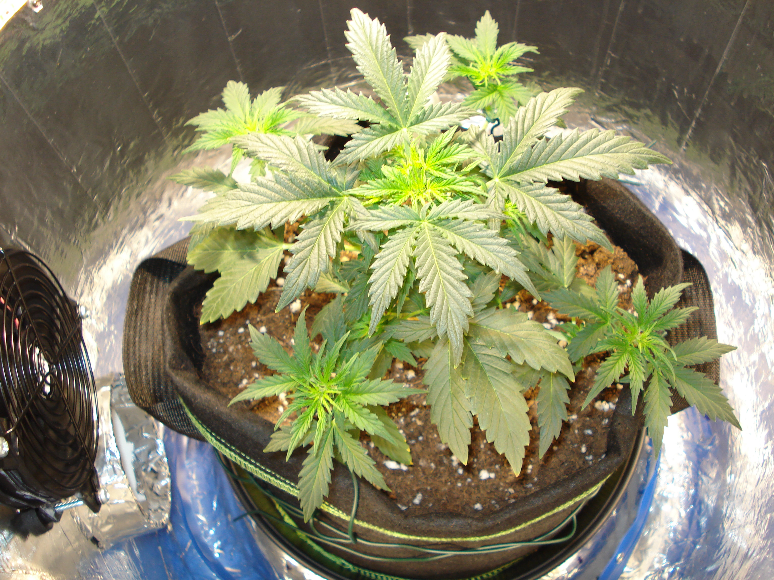 Grow 01 Day 33a.JPG