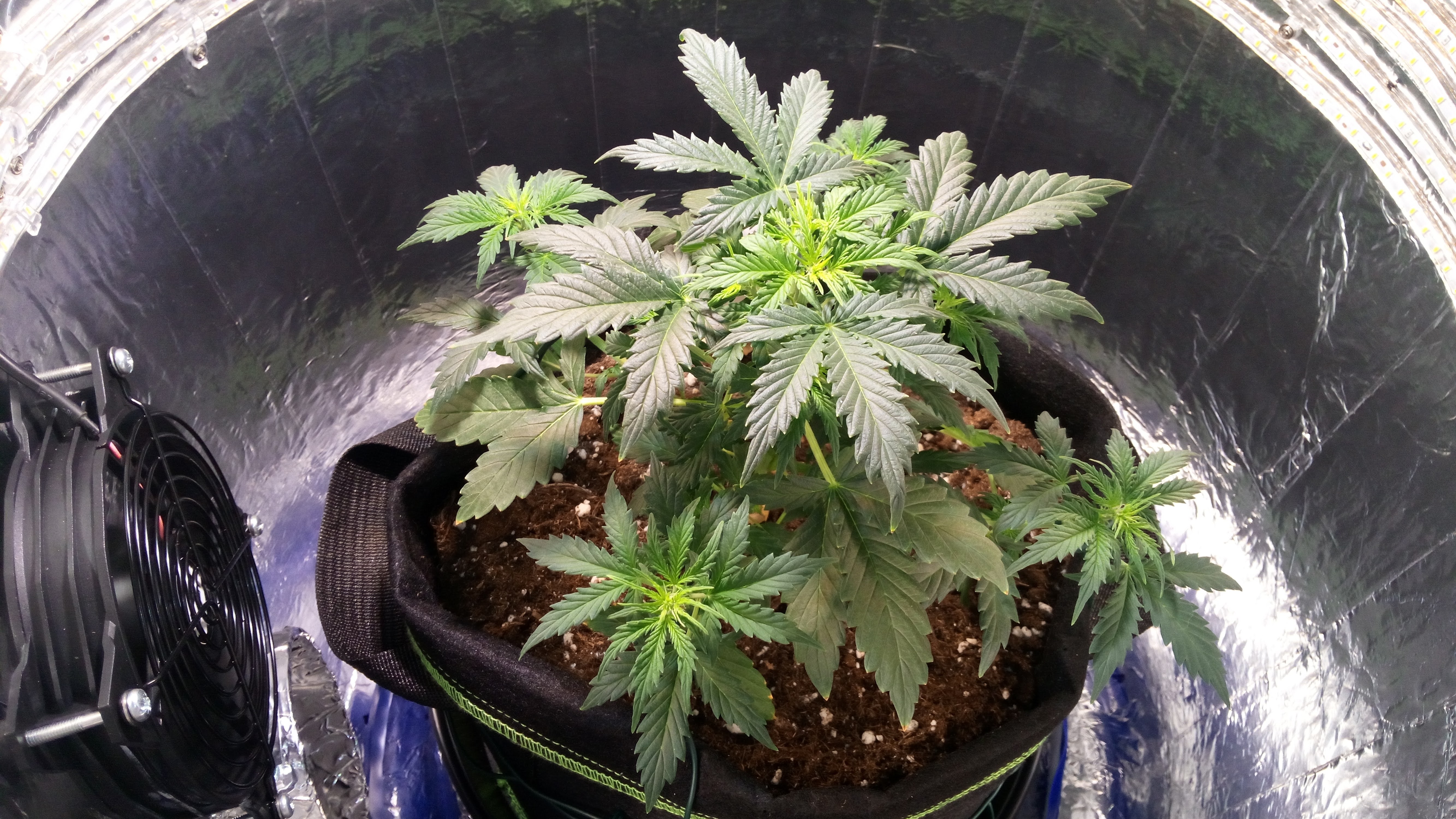 Grow 01 Day 34.jpg