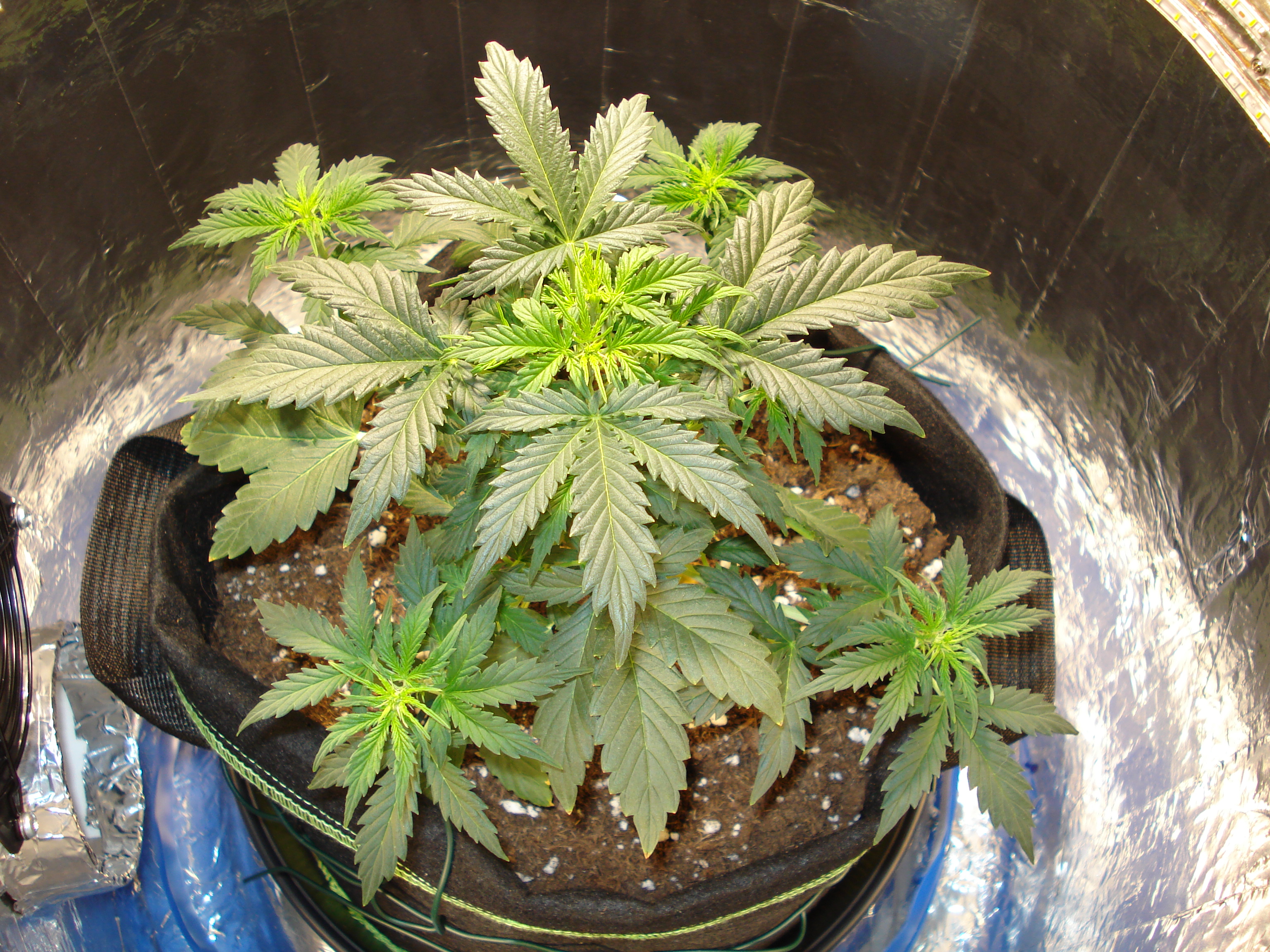 Grow 01 Day 34a.JPG