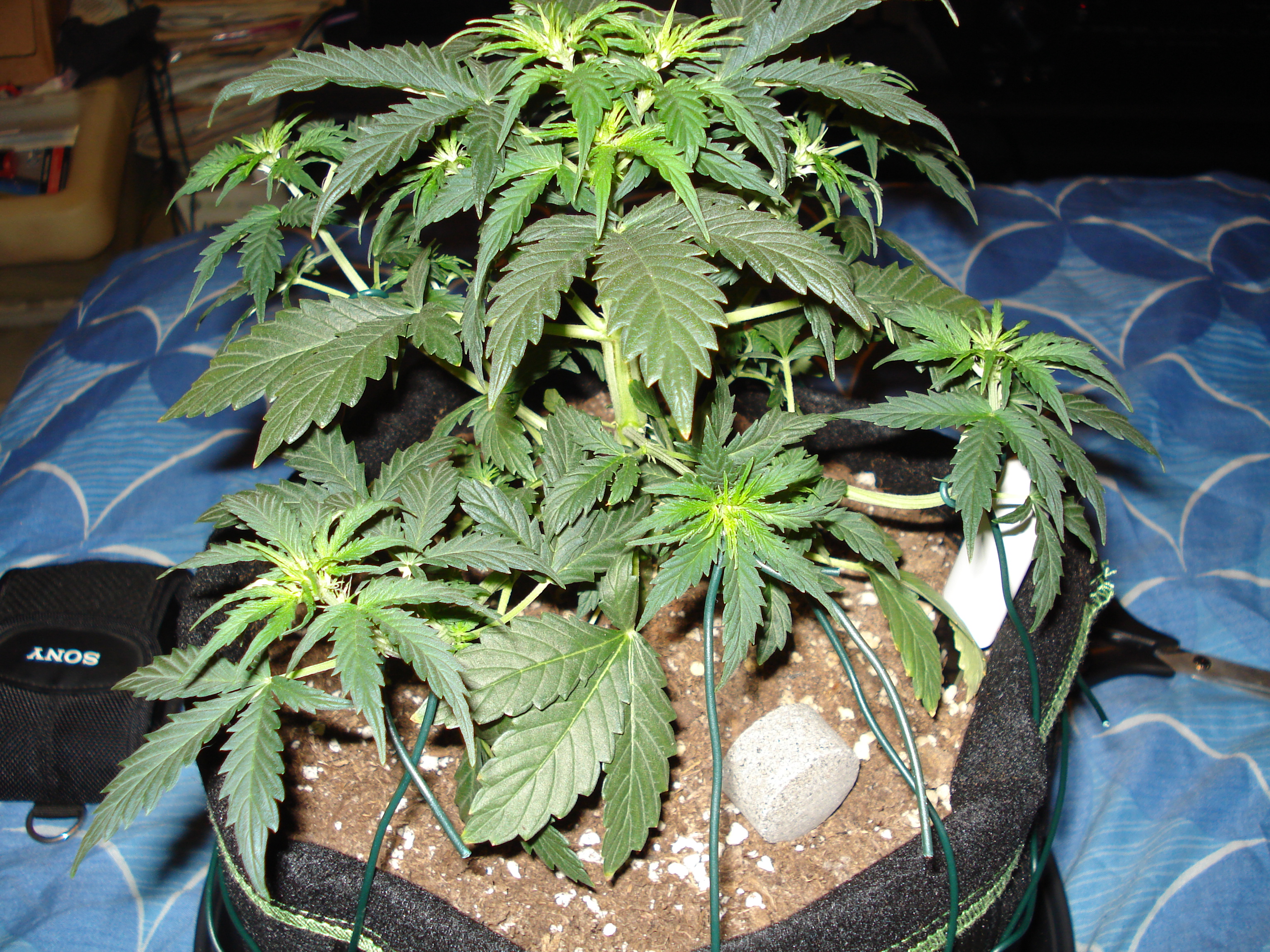 Grow 01 Day 35b.JPG