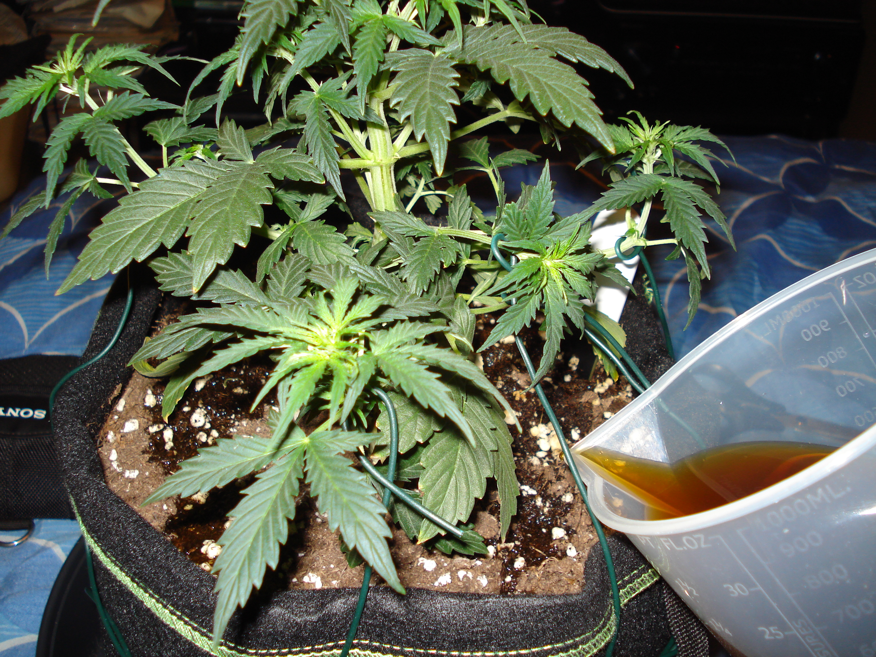 Grow 01 Day 35c.JPG