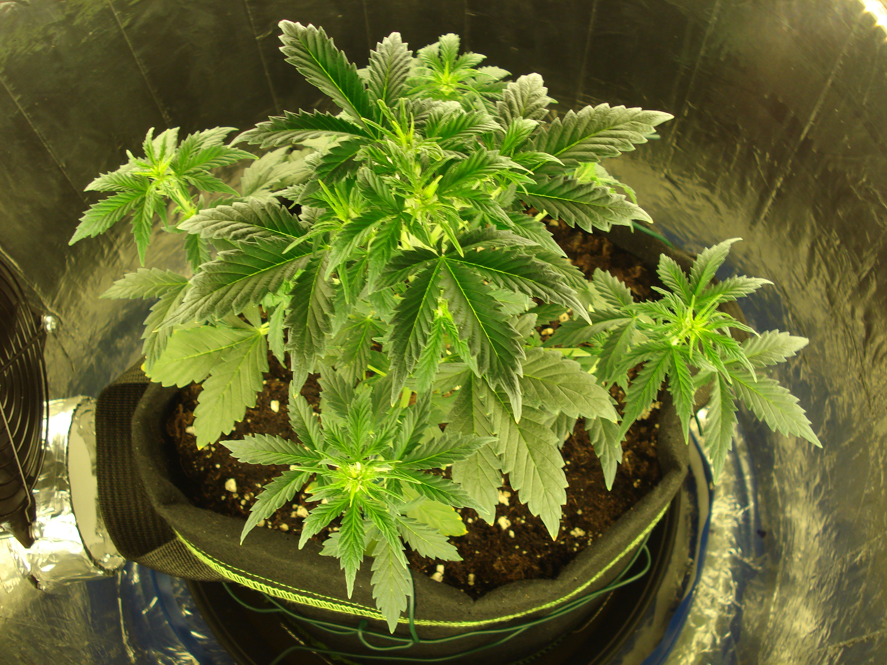 Grow 01 Day 35e.JPG