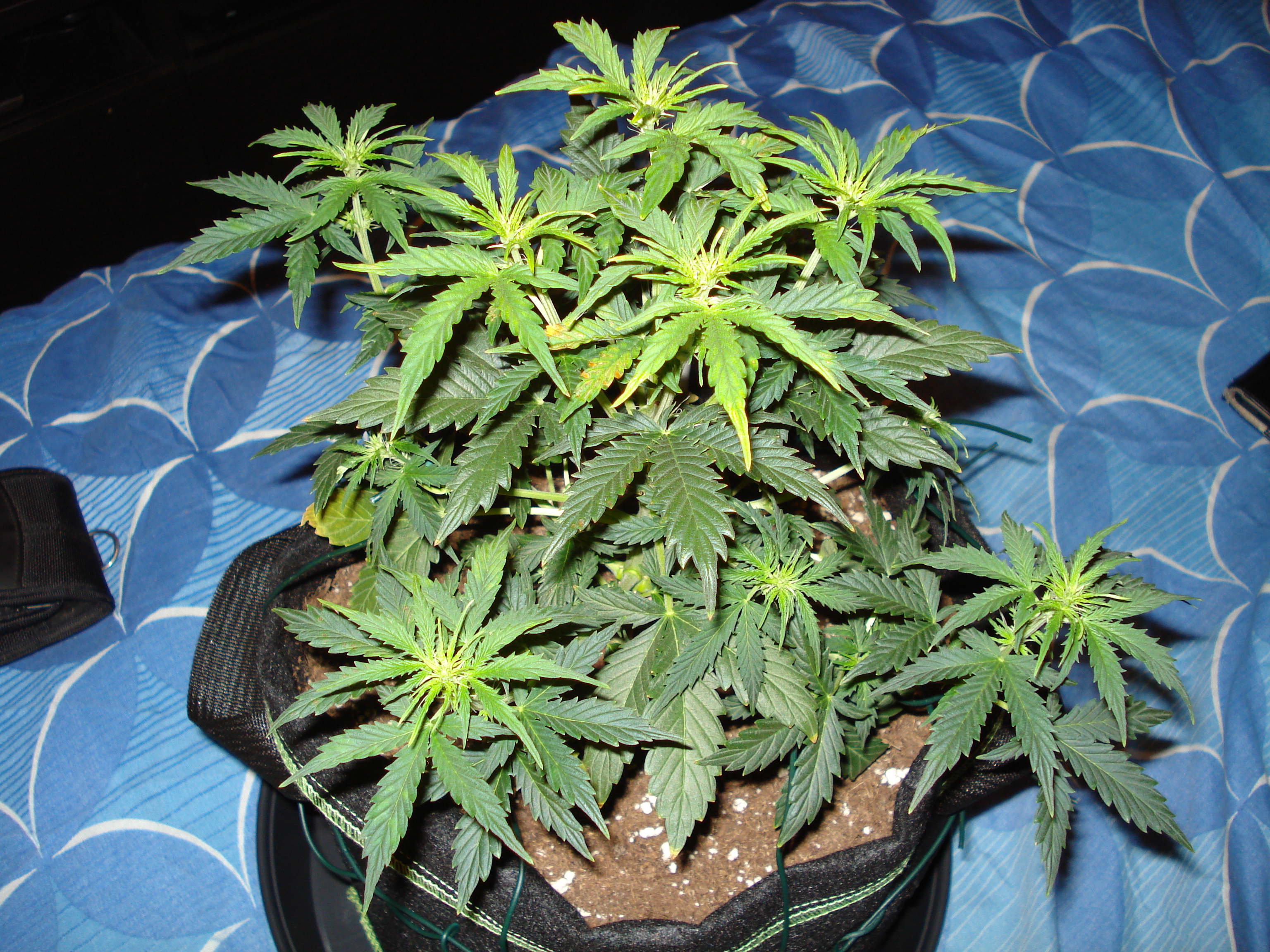 Grow 01 Day 38a.JPG