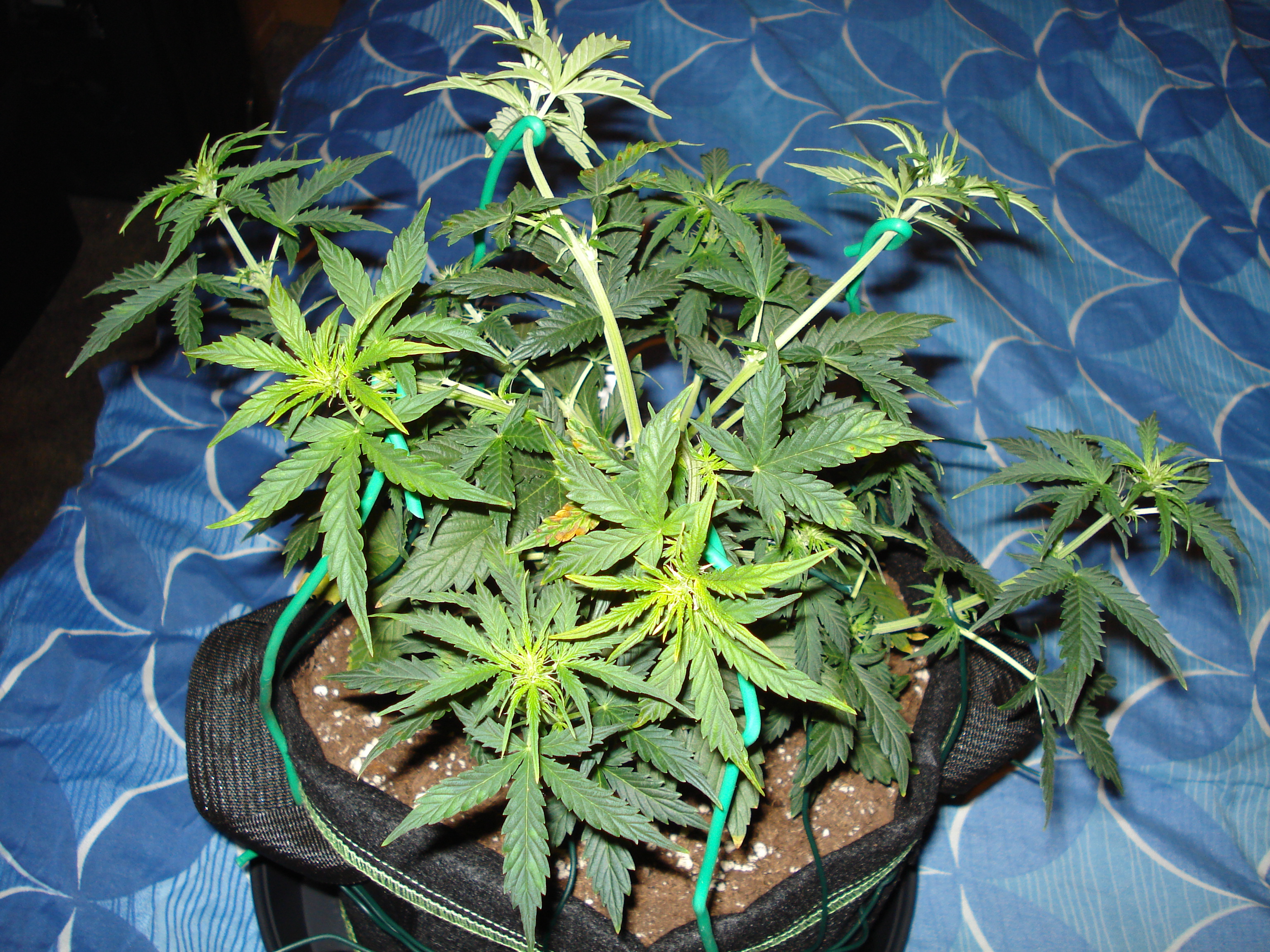 Grow 01 Day 39c.JPG