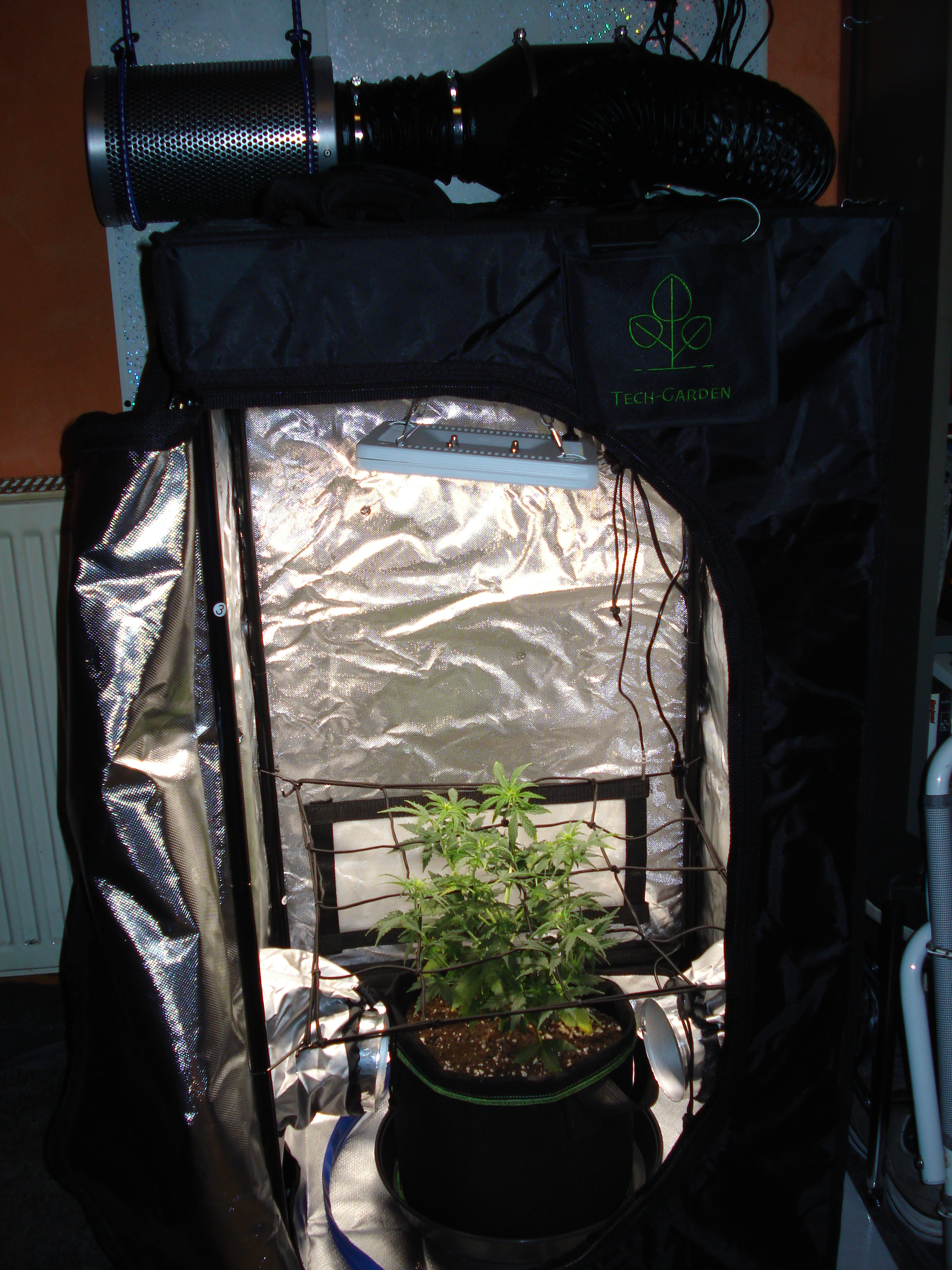 Grow 01 Day 40f.JPG