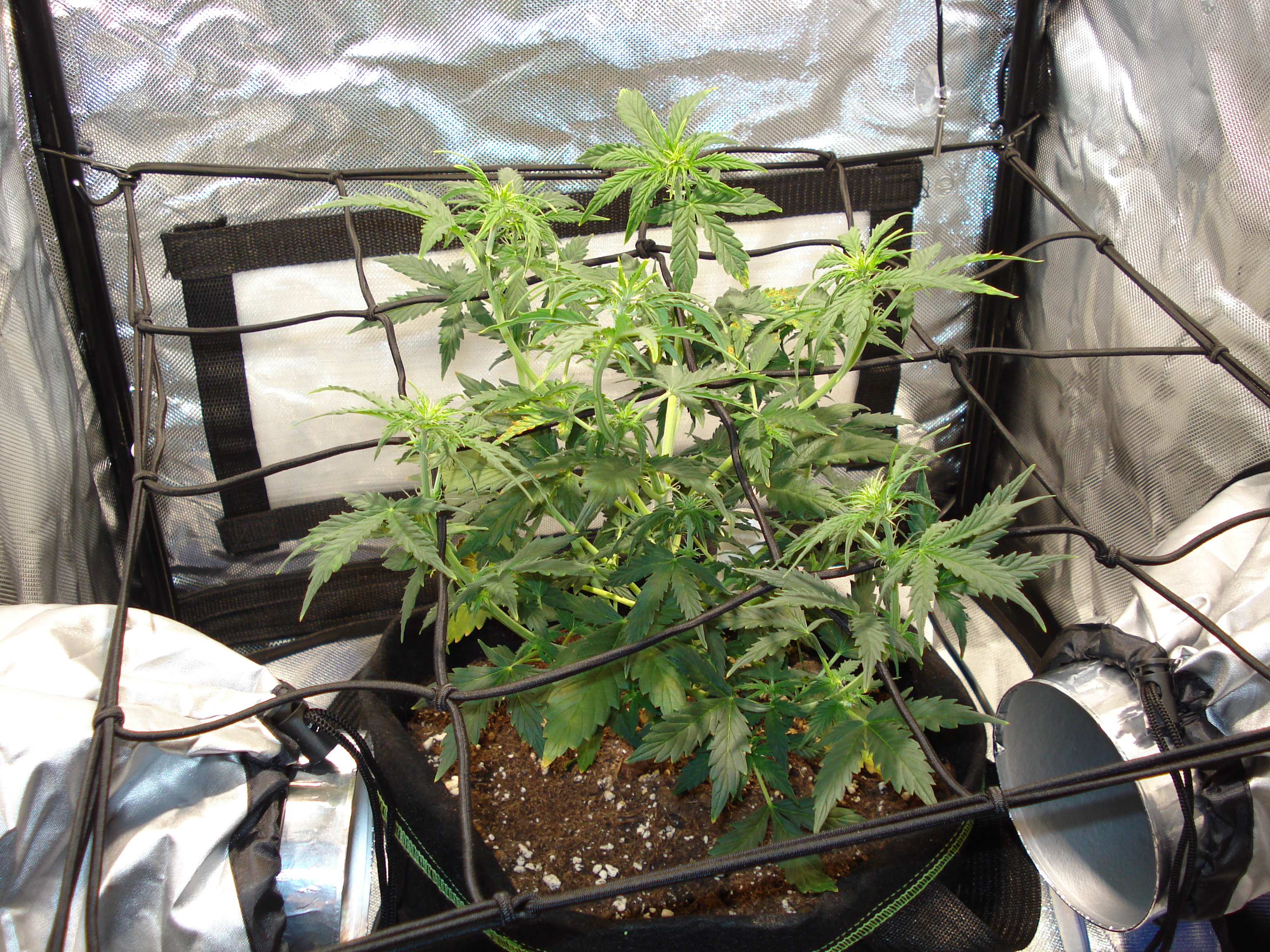 Grow 01 Day 40g.JPG