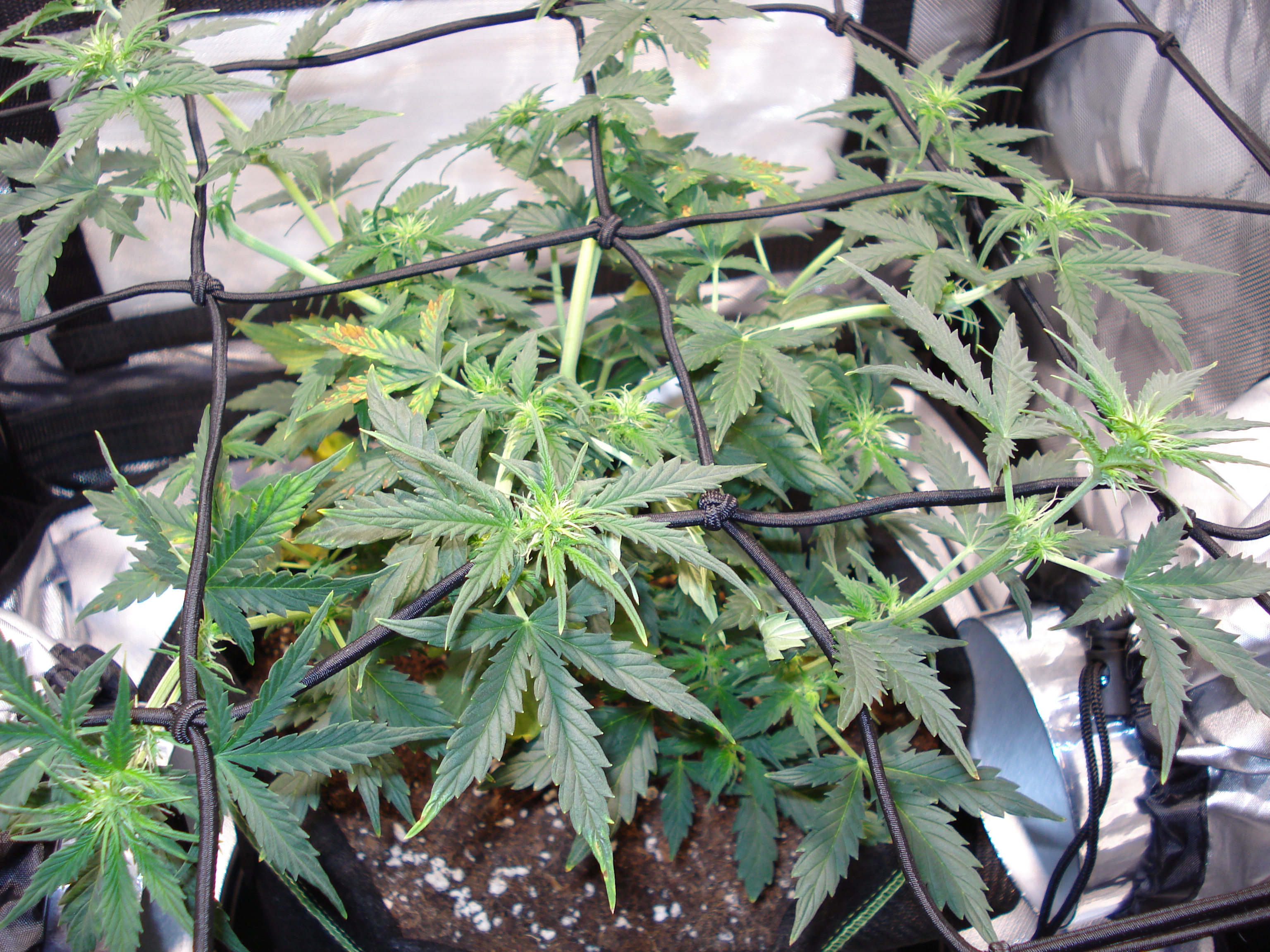 Grow 01 Day 42a.JPG