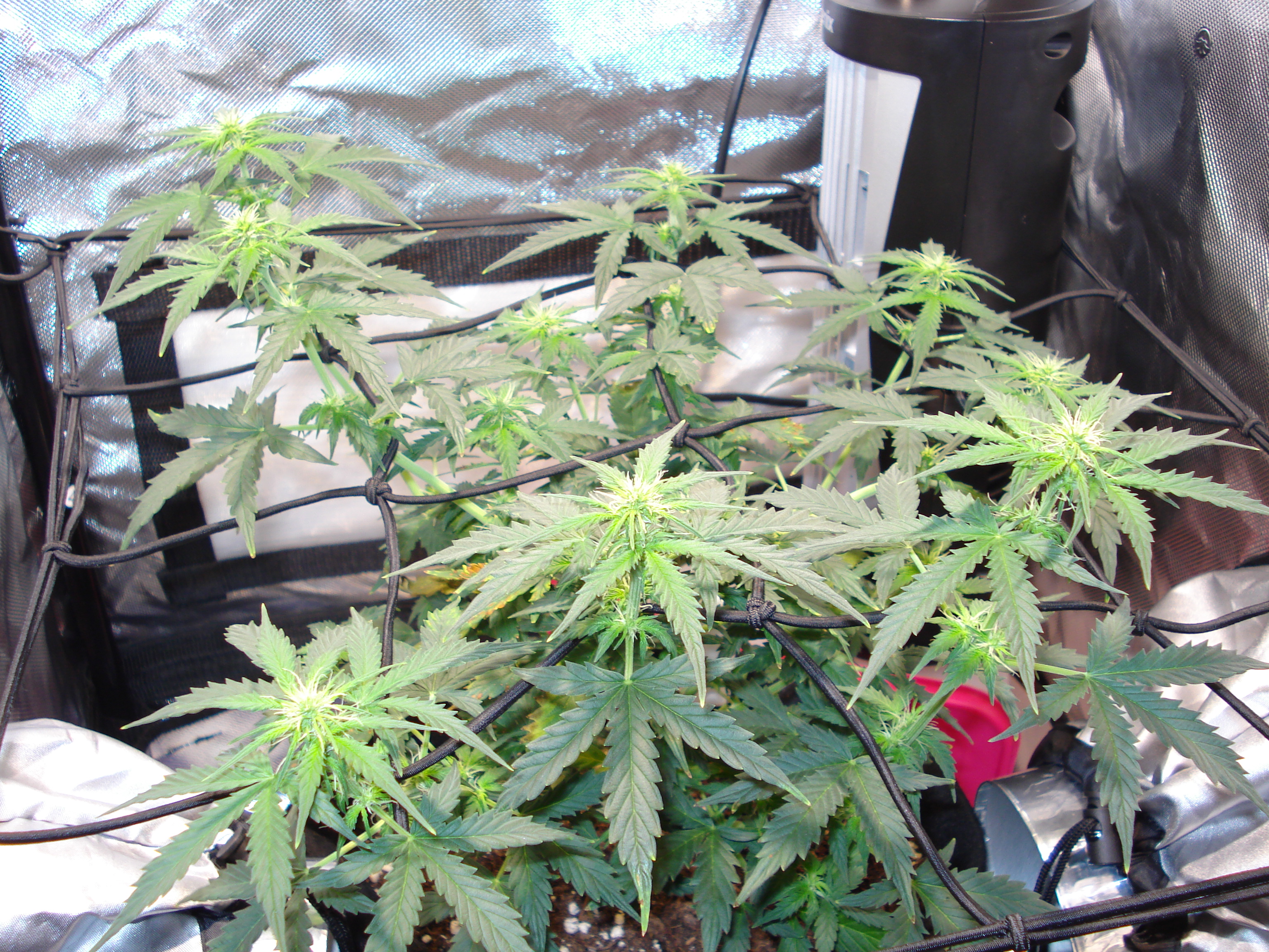 Grow 01 Day 47.JPG