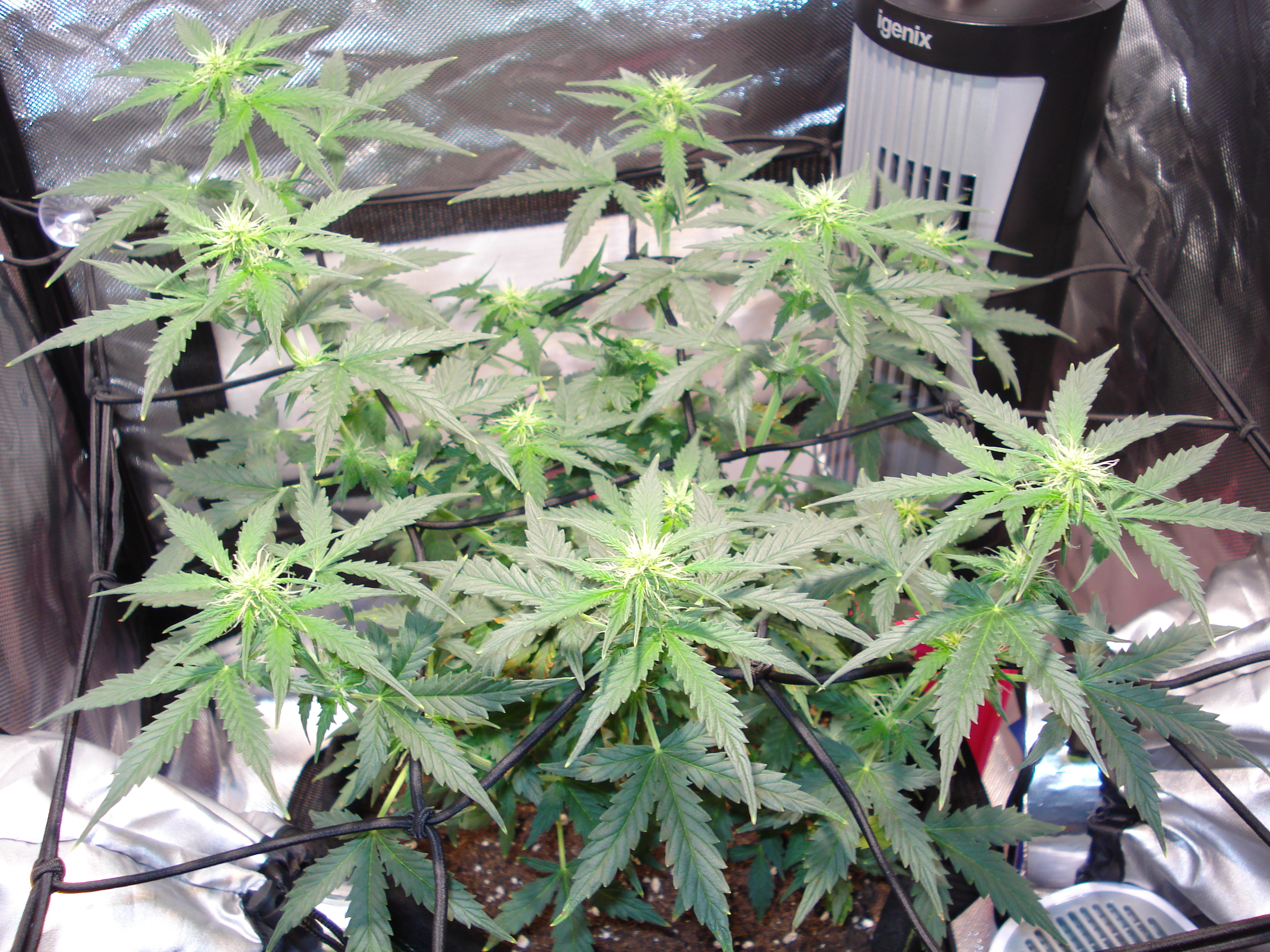 Grow 01 Day 49.JPG