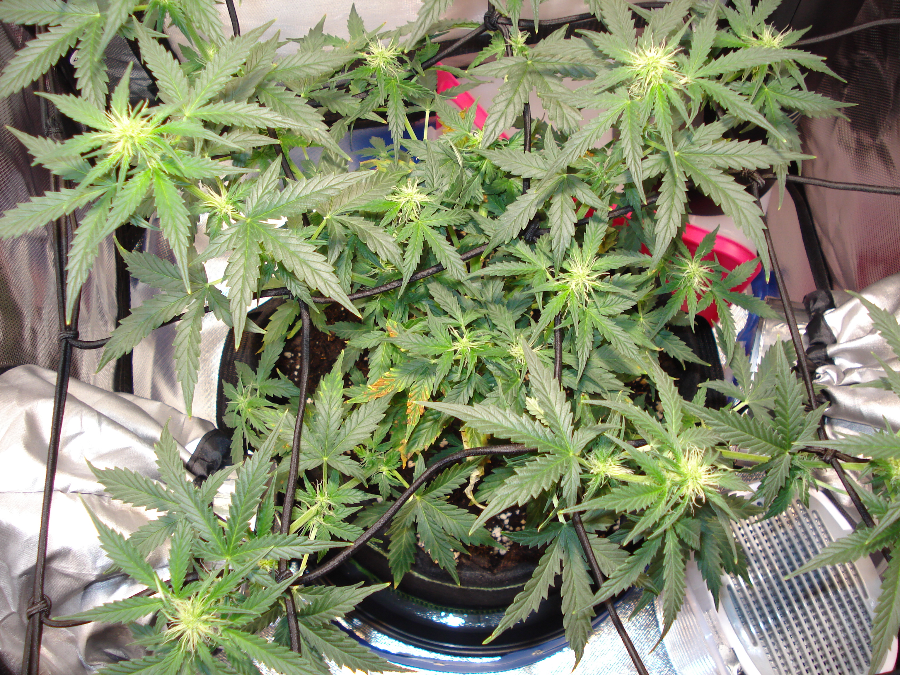 Grow 01 Day 50c.JPG