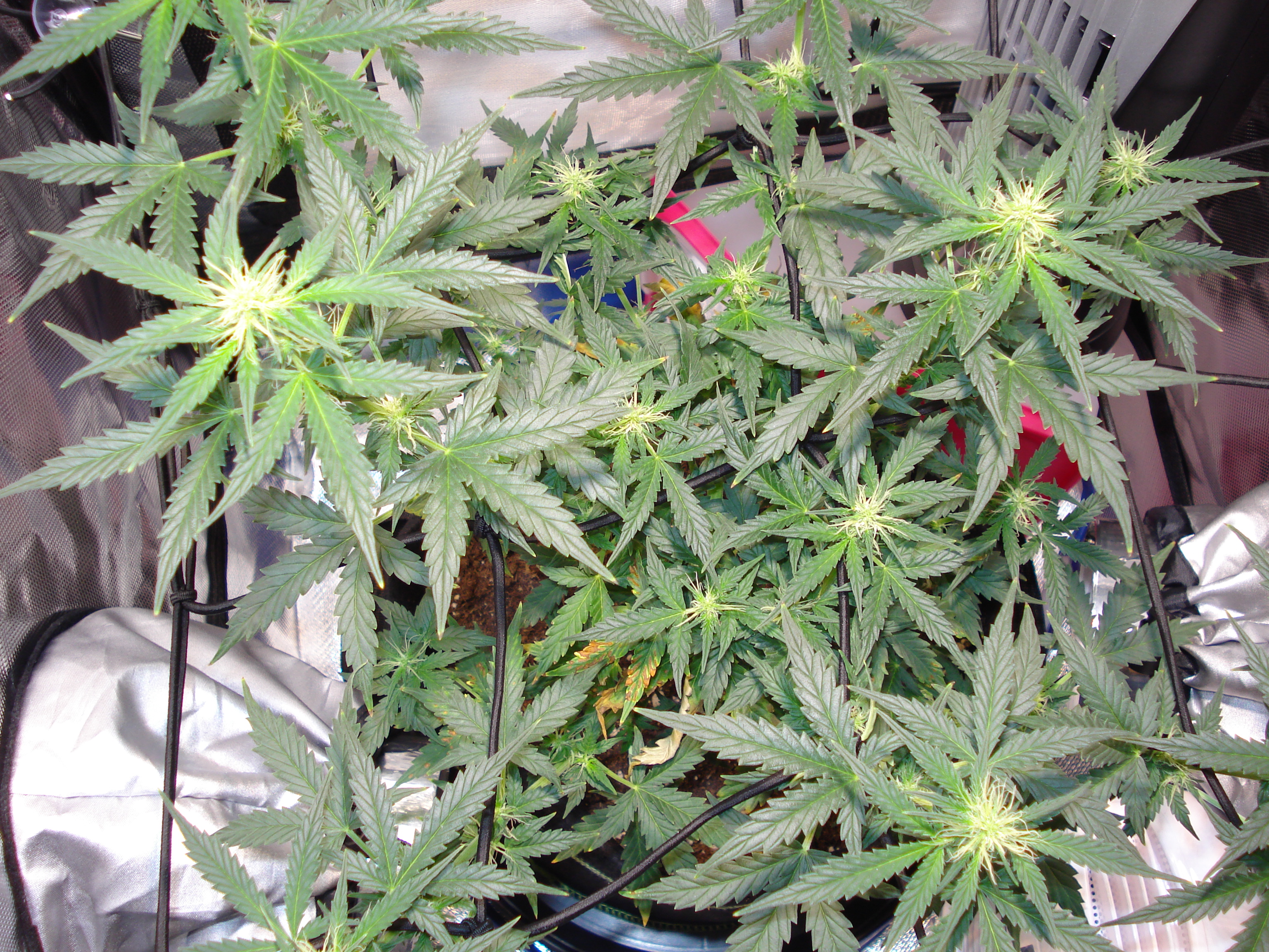 Grow 01 Day 52a.JPG