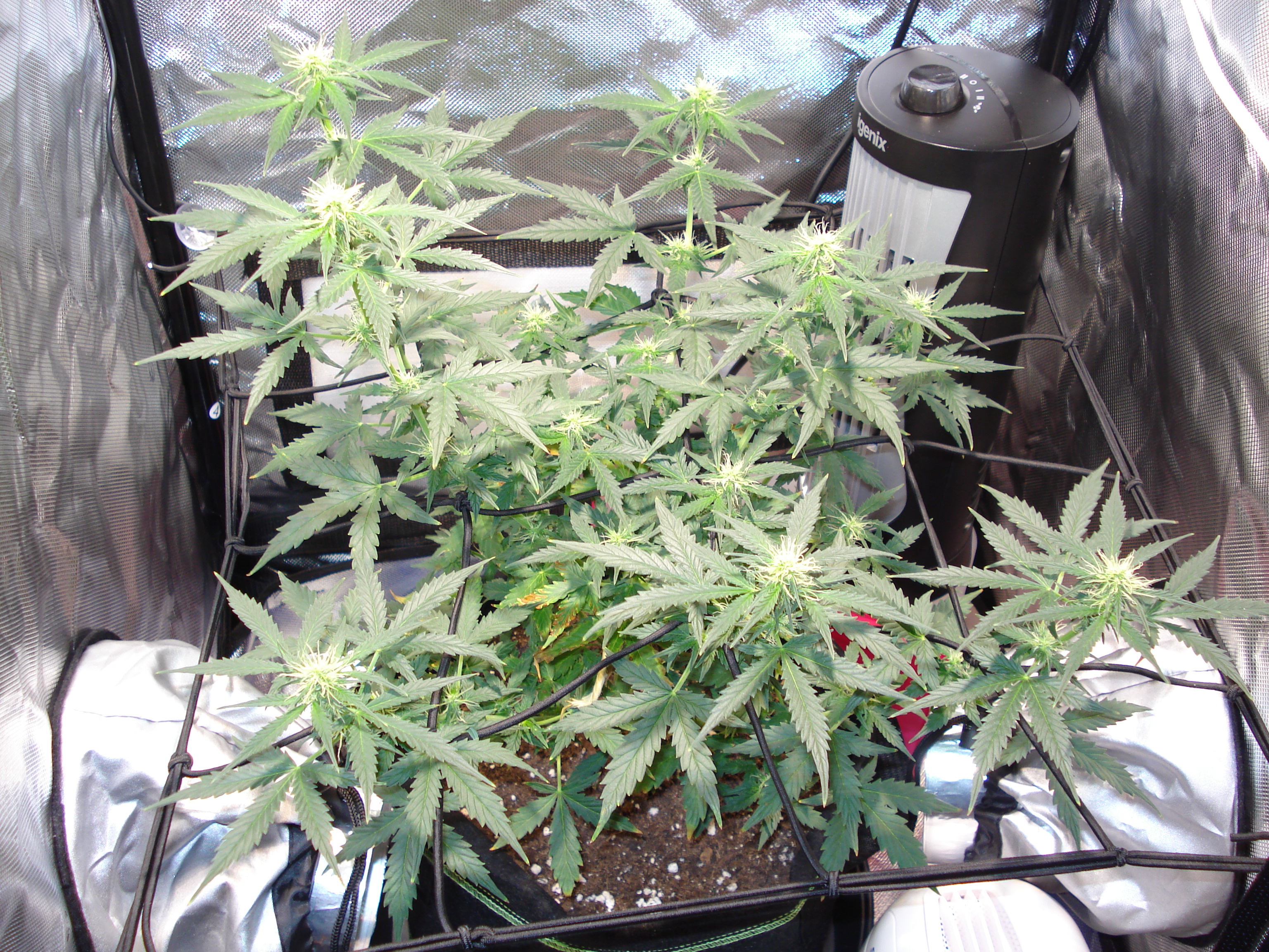 Grow 01 Day 53.JPG