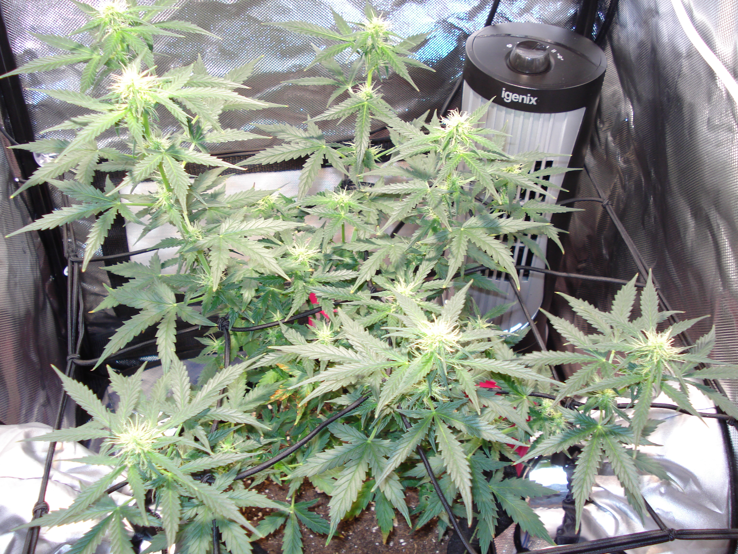 Grow 01 Day 55.JPG