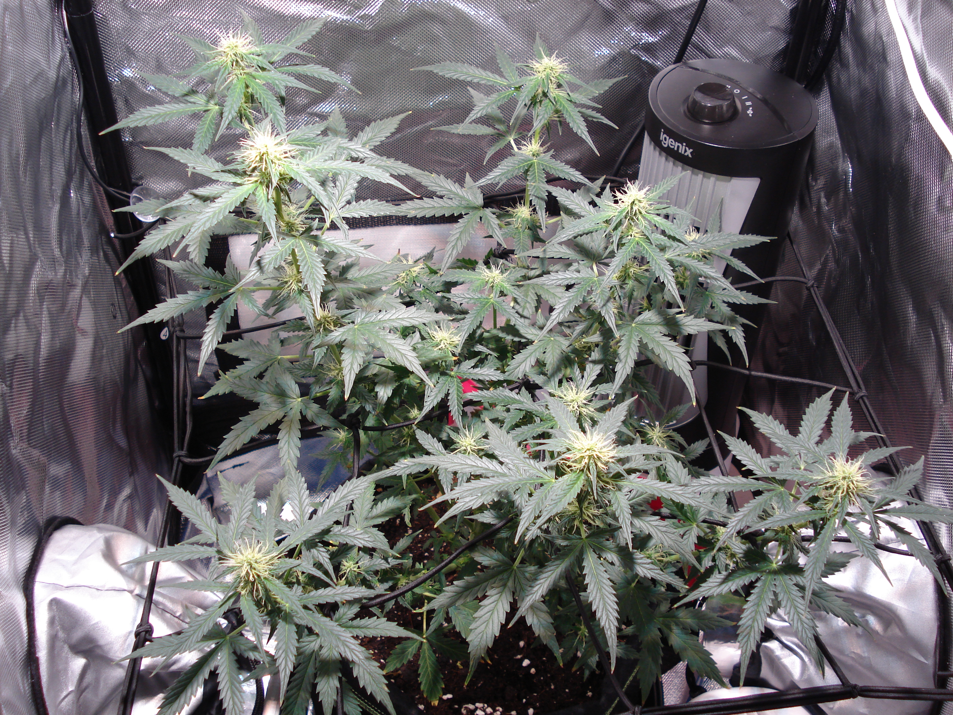 Grow 01 Day 56b.JPG