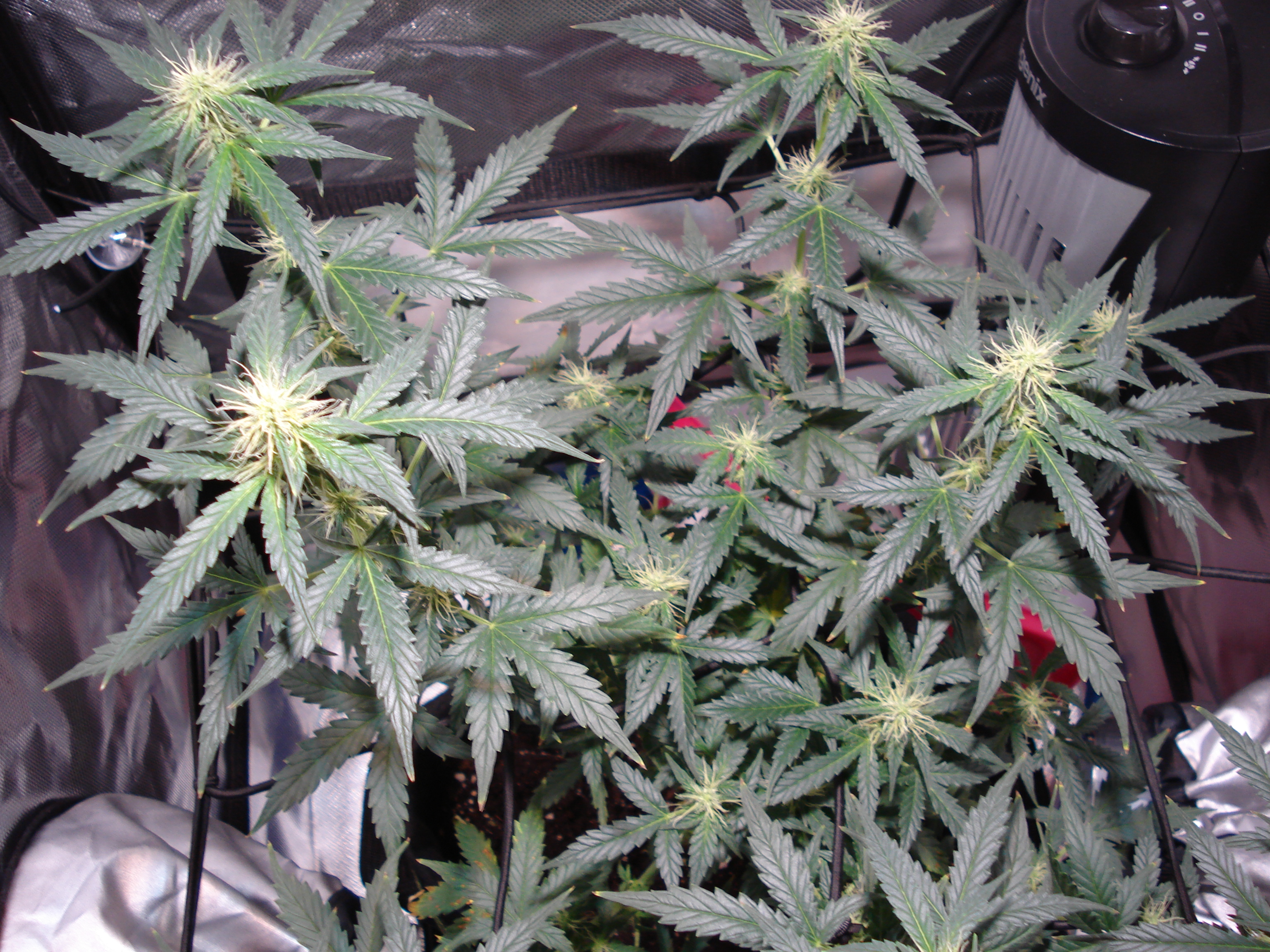 Grow 01 Day 56c.JPG