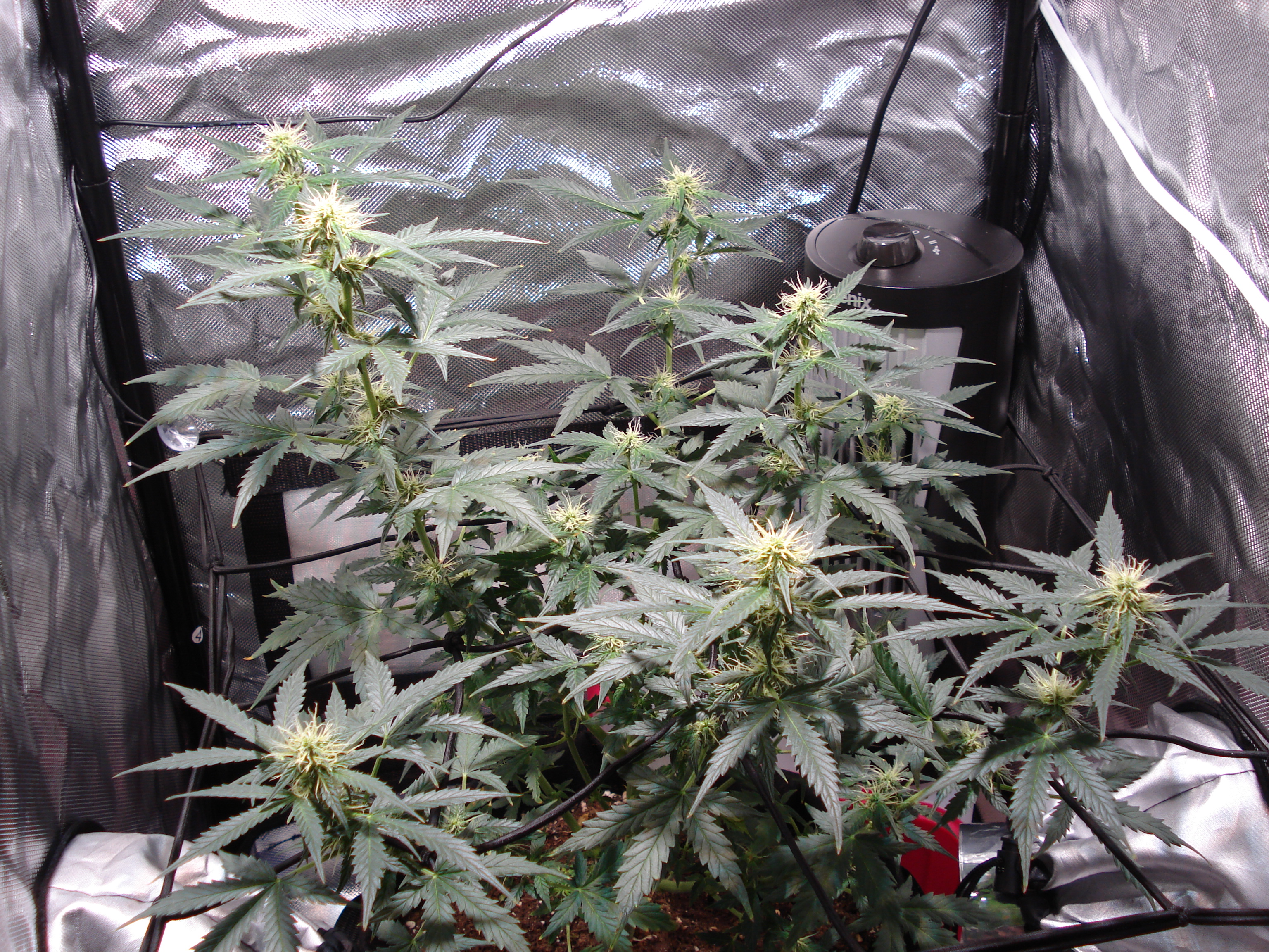 Grow 01 Day 57.JPG